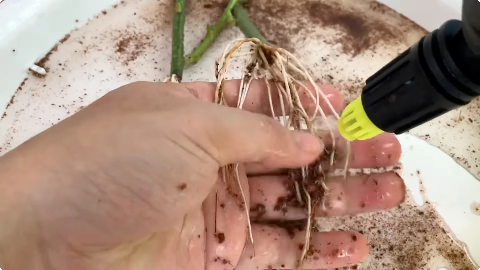 Unexpected Results: Propagating Roses Differently Explained screenshot 10
