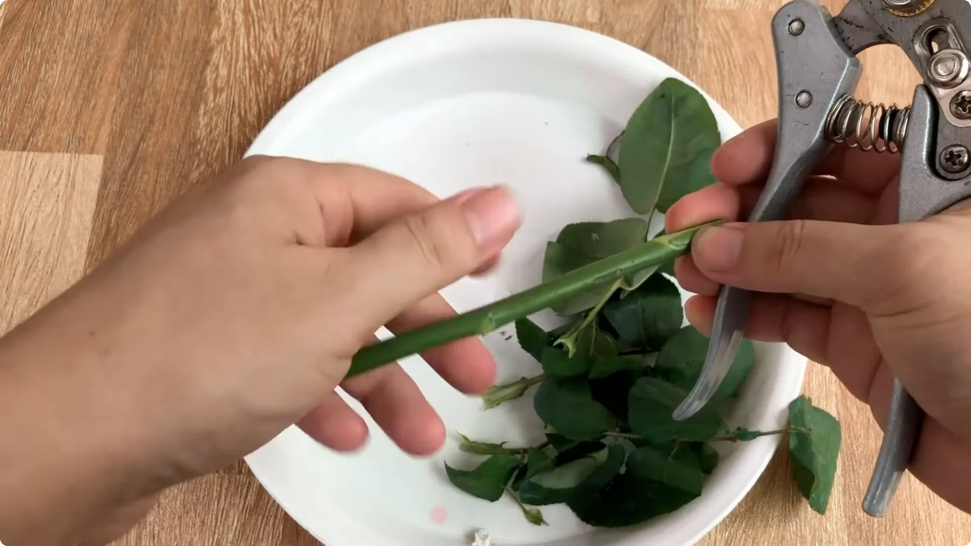 Unexpected Results: Propagating Roses Differently Explained screenshot 2
