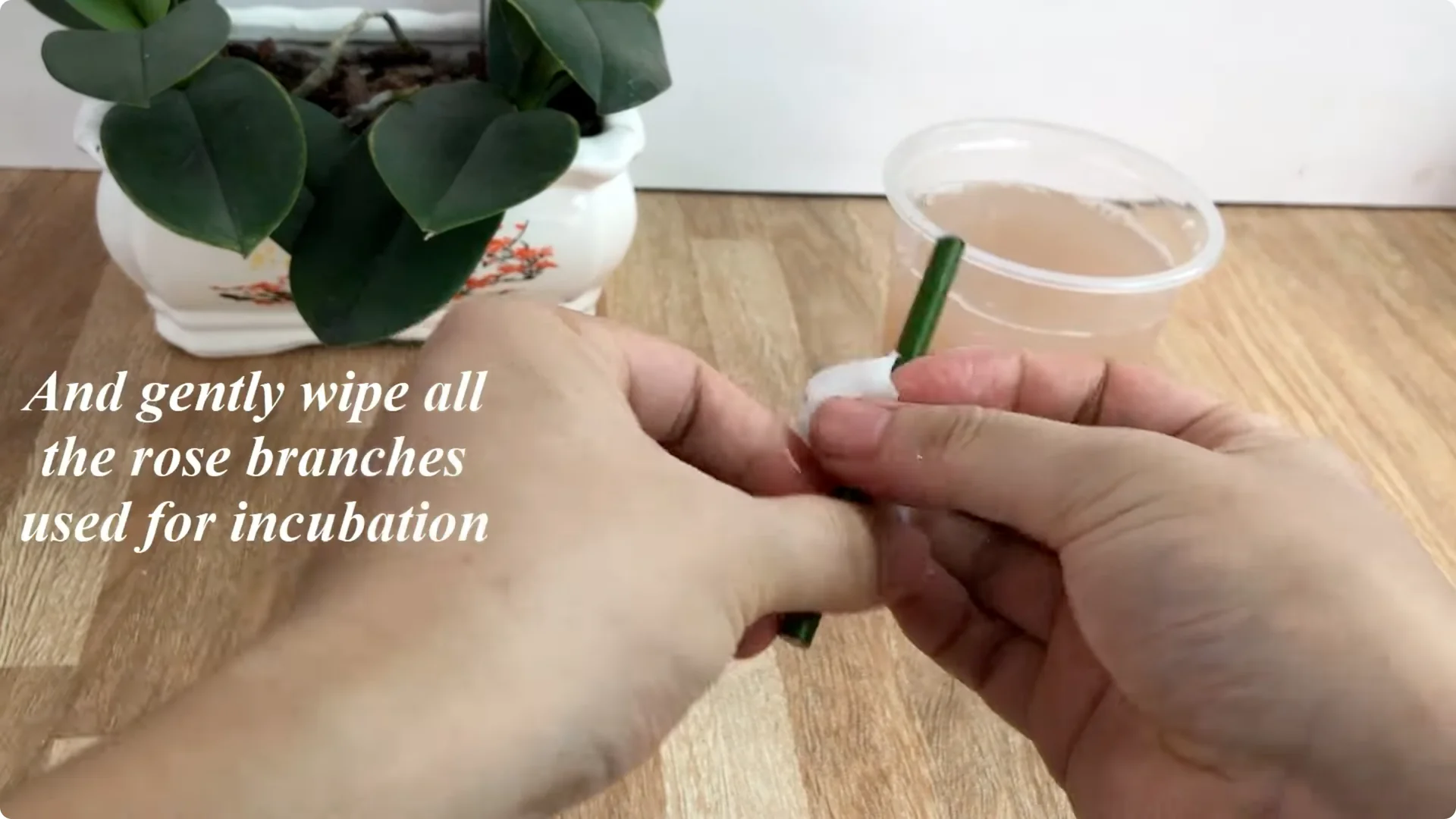 Unexpected Results: Propagating Roses Differently Explained screenshot 4