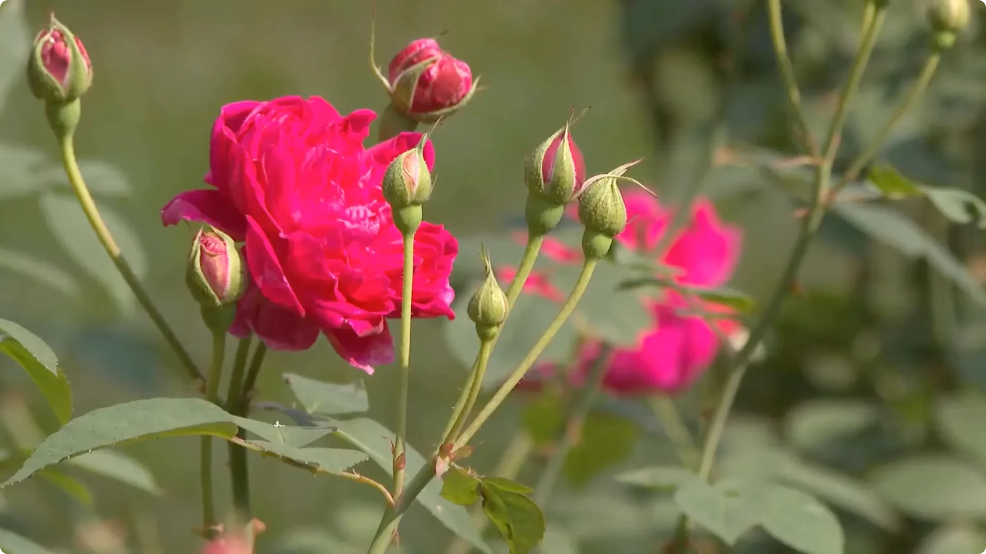 Unexpected Results: Propagating Roses Differently Explained screenshot 6