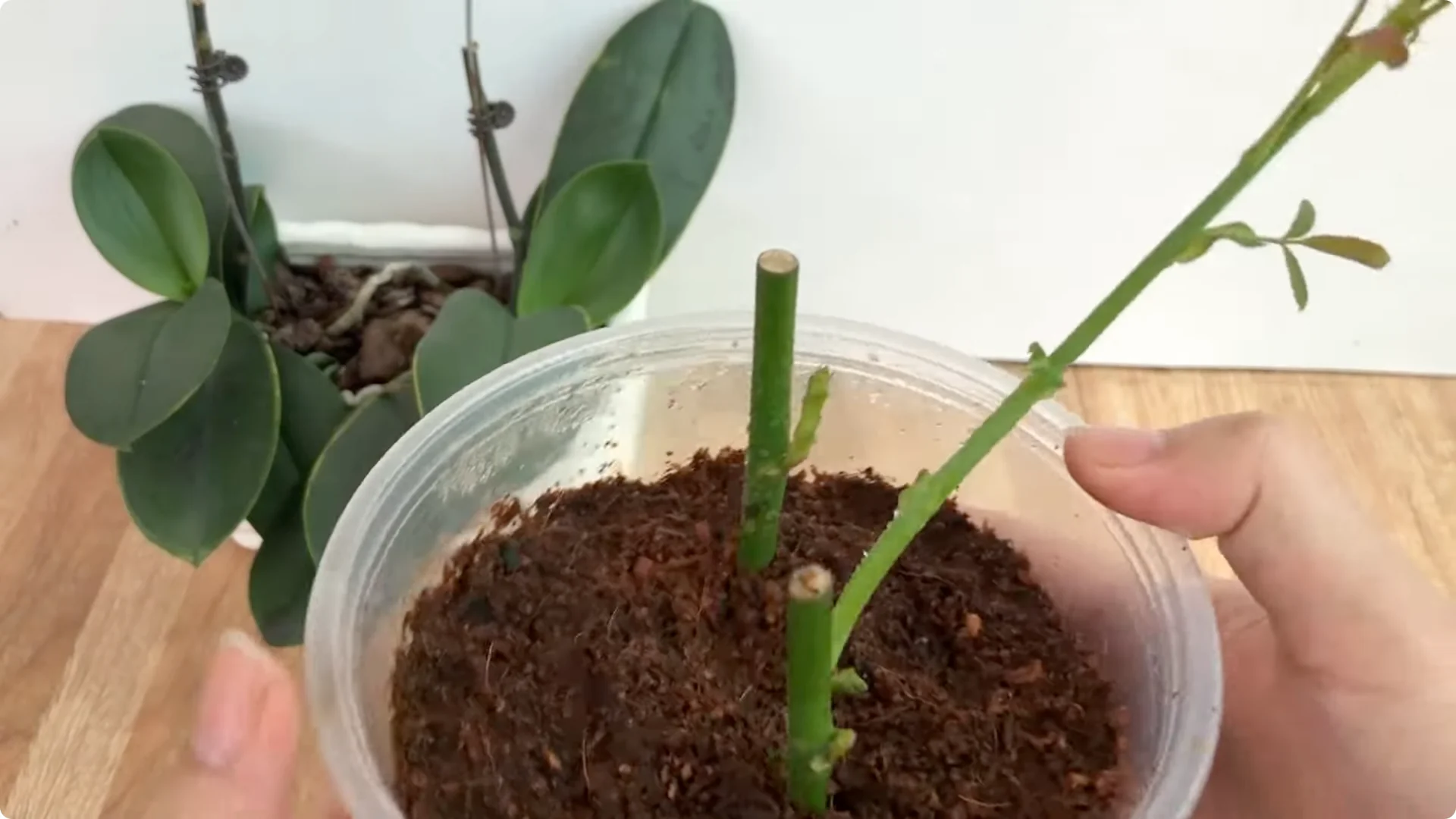 Unexpected Results: Propagating Roses Differently Explained screenshot 7