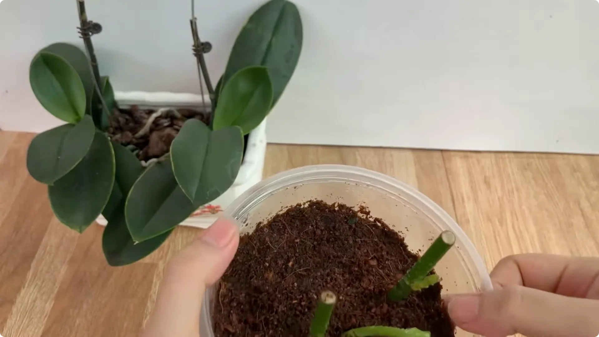 Unexpected Results: Propagating Roses Differently Explained screenshot 8