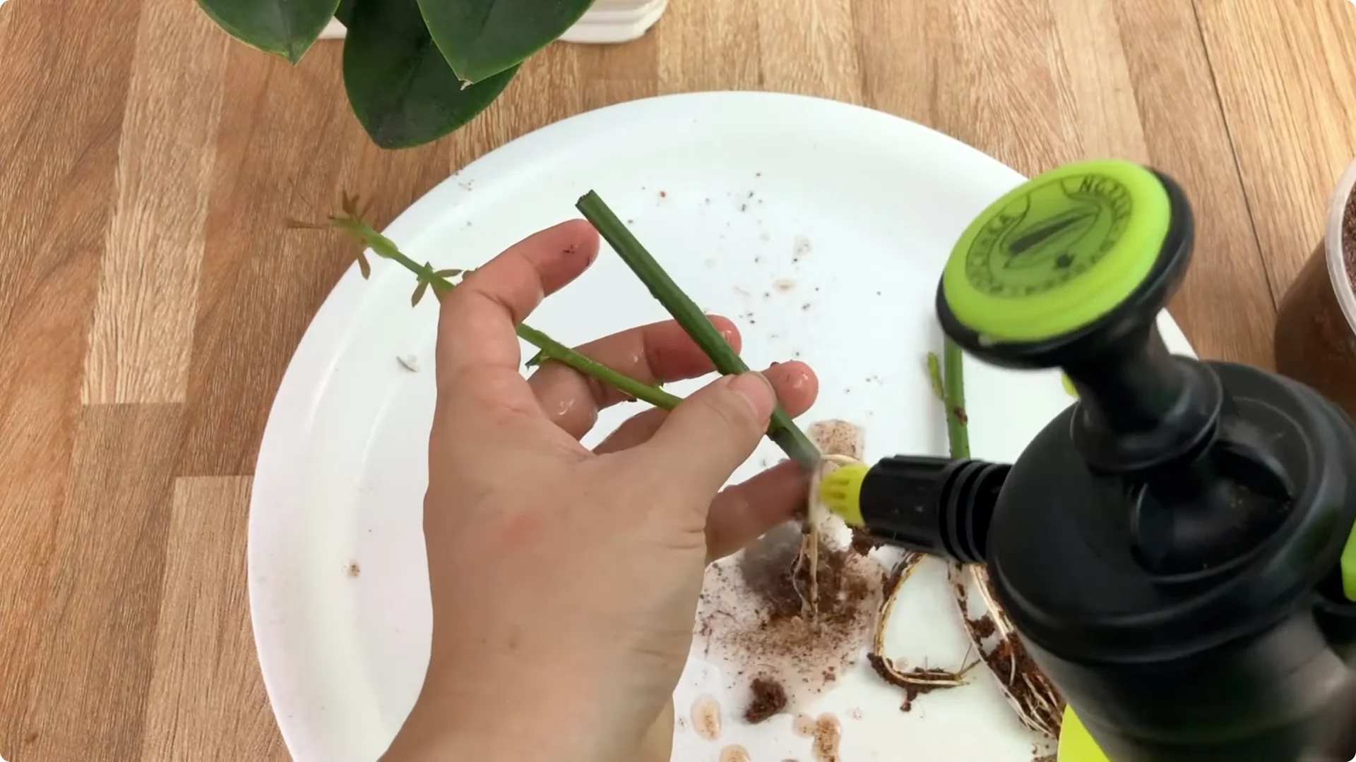 Unexpected Results: Propagating Roses Differently Explained screenshot 9