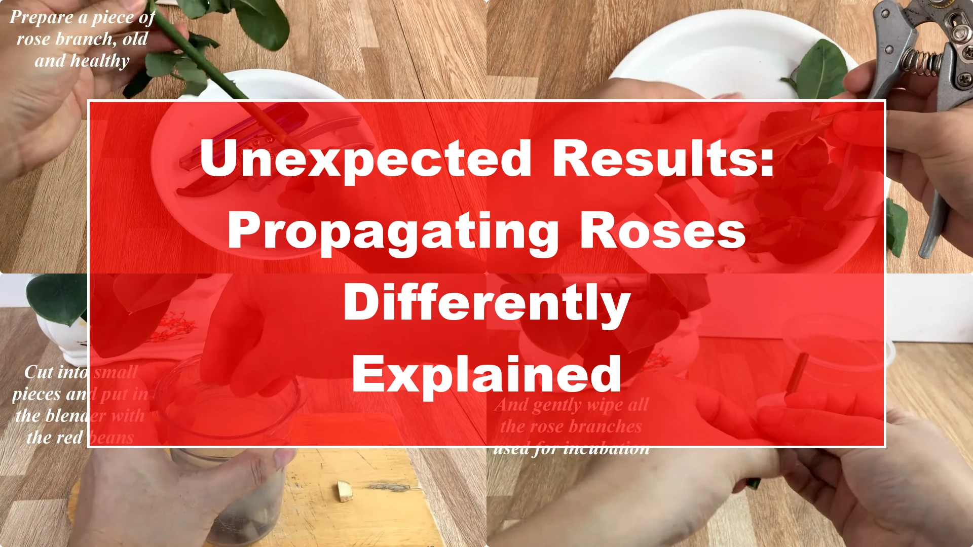 Unexpected Results: Propagating Roses Differently Explained - Featured Image