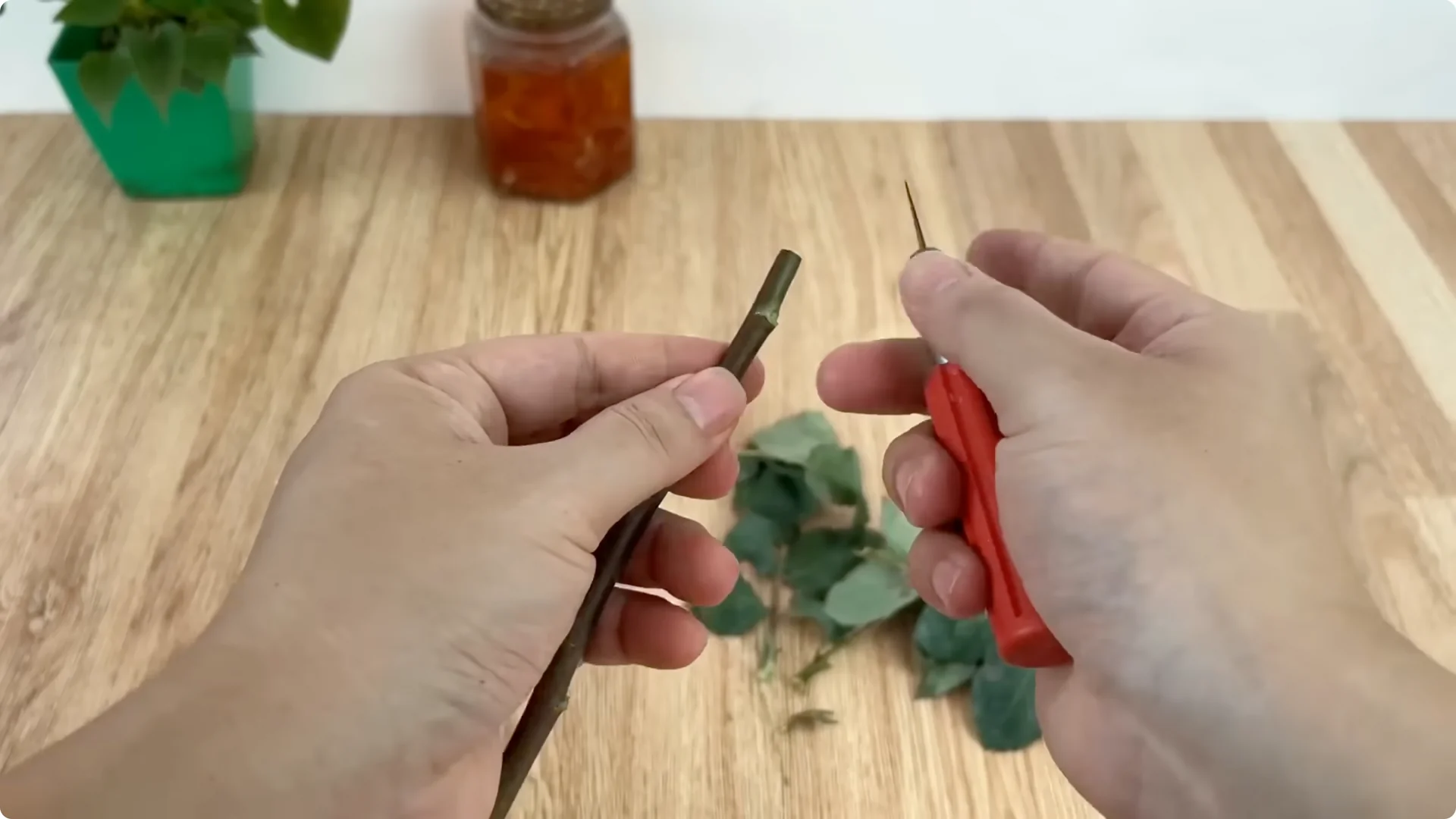 What Happens When You Insert a Rose Branch Into an Onion? screenshot 1