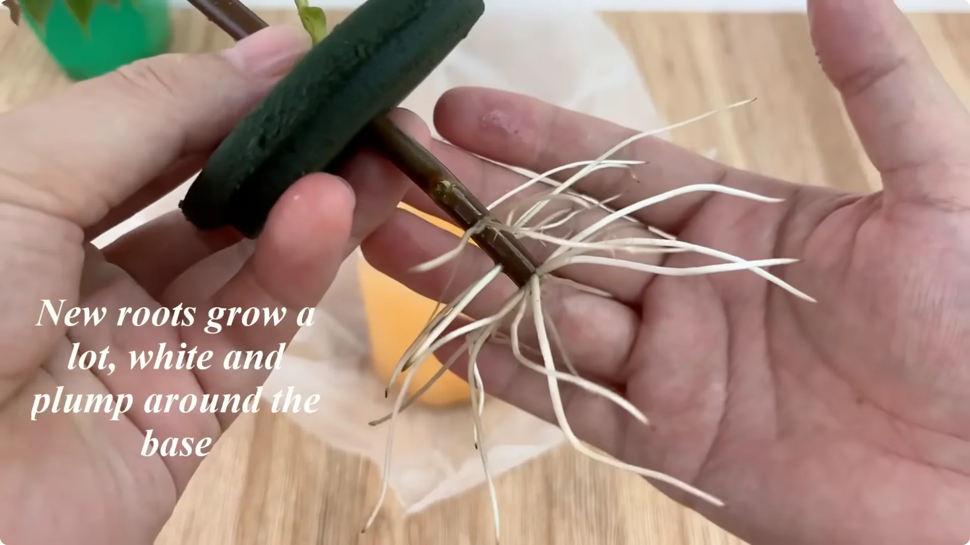 What Happens When You Insert a Rose Branch Into an Onion? screenshot 7
