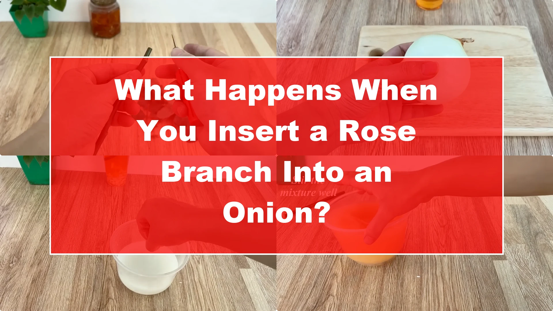 What Happens When You Insert a Rose Branch Into an Onion? - Featured Image