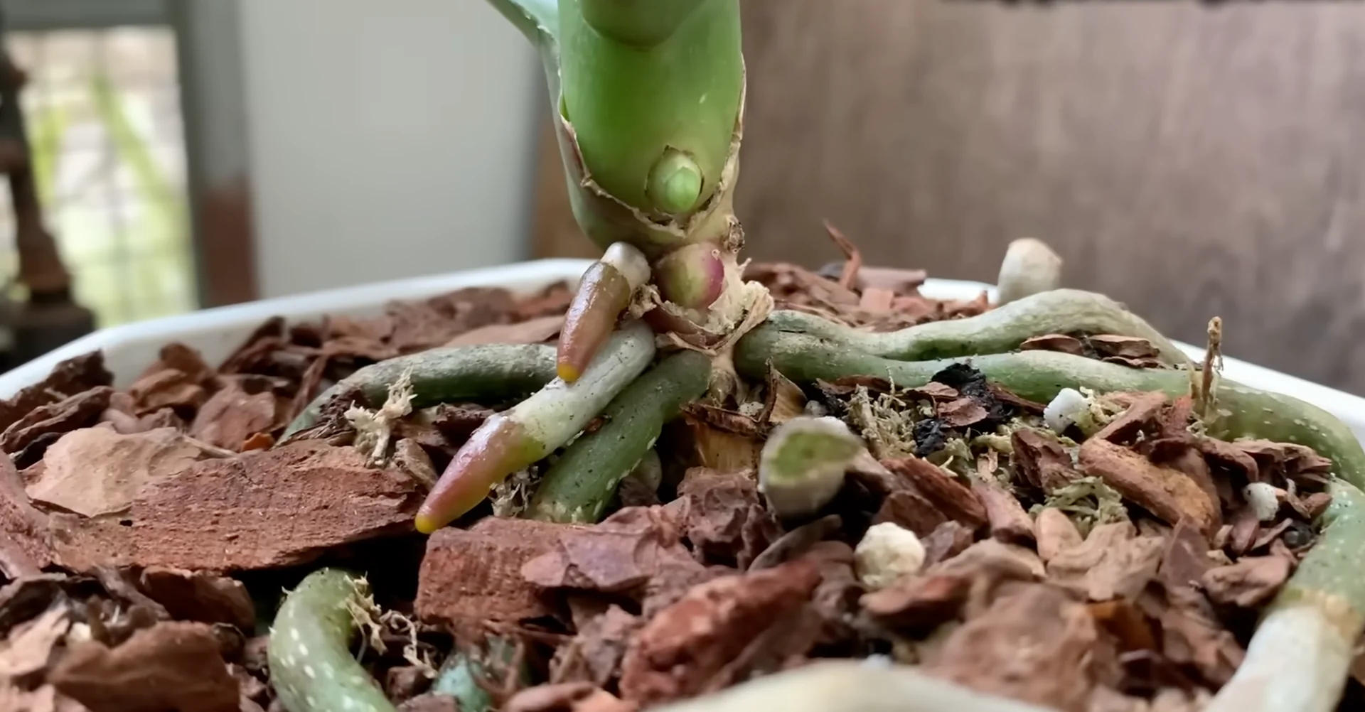 What Makes the Orchid Flower Spike Stage So Fragile? screenshot 1