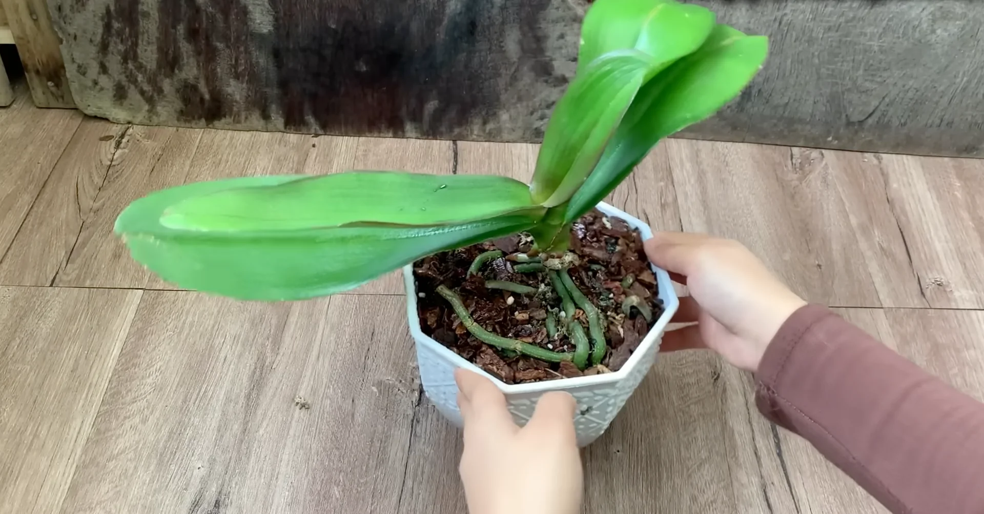 What Makes the Orchid Flower Spike Stage So Fragile? screenshot 2