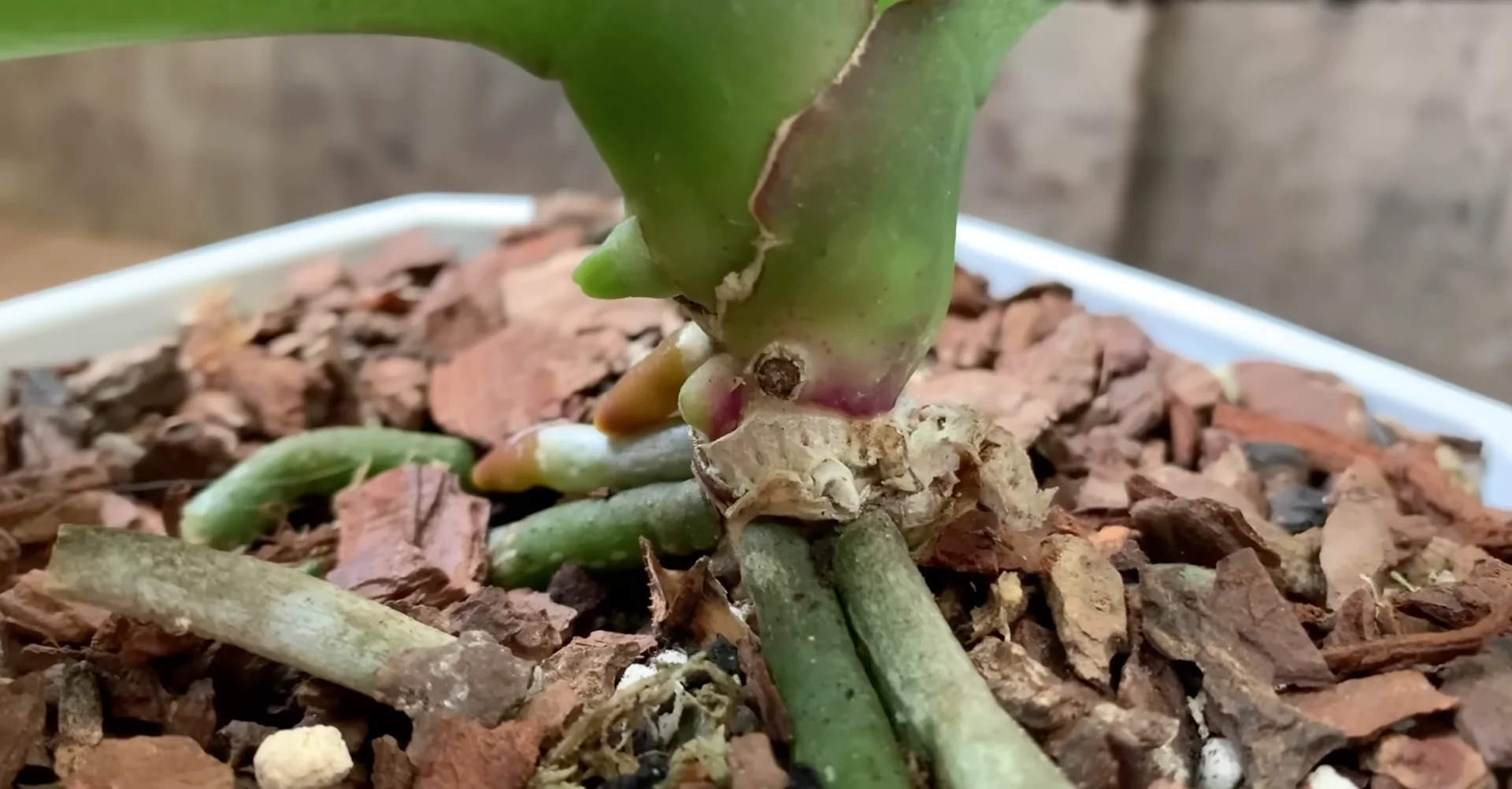 What Makes the Orchid Flower Spike Stage So Fragile? screenshot 3