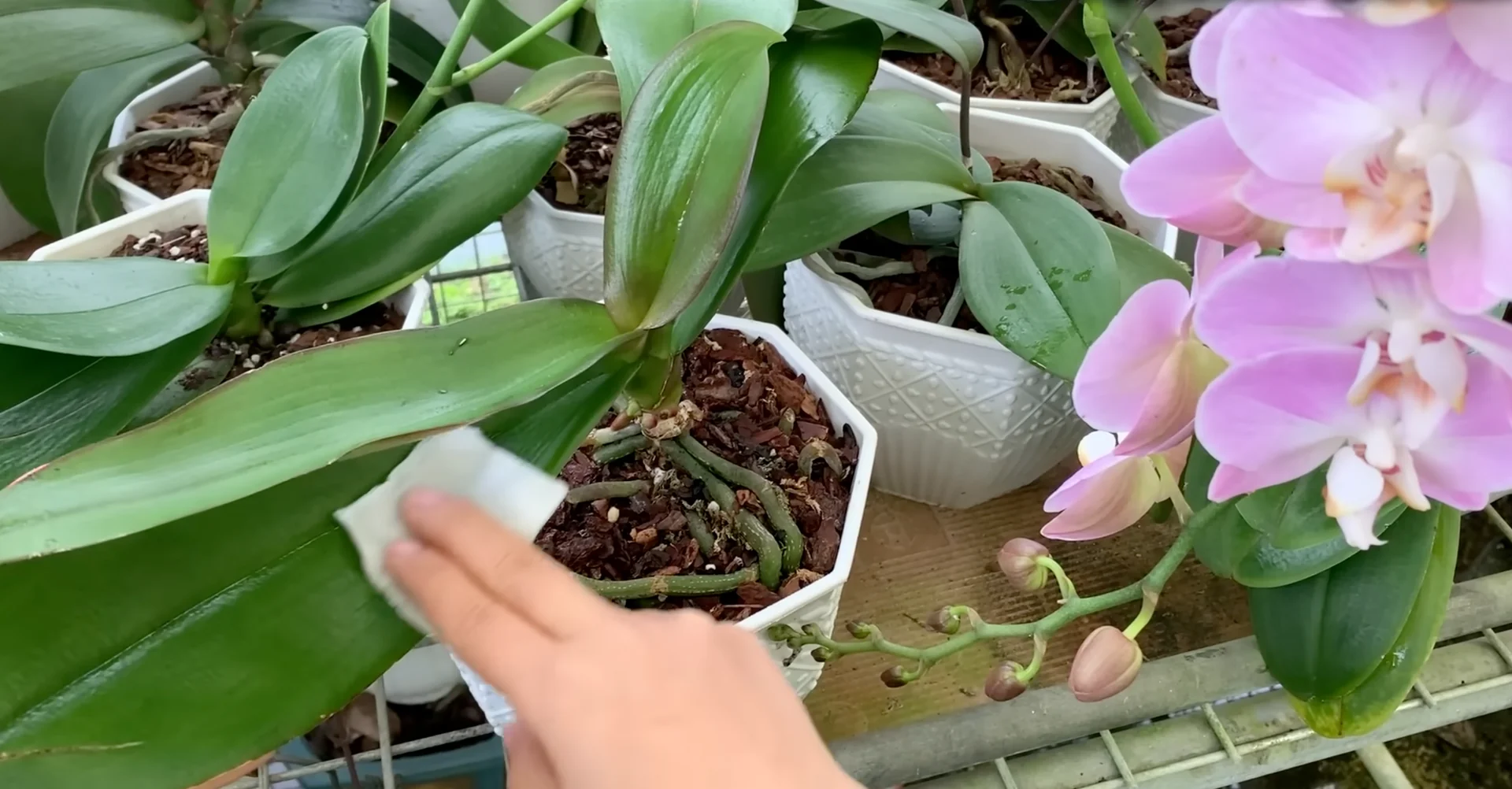 What Makes the Orchid Flower Spike Stage So Fragile? screenshot 4