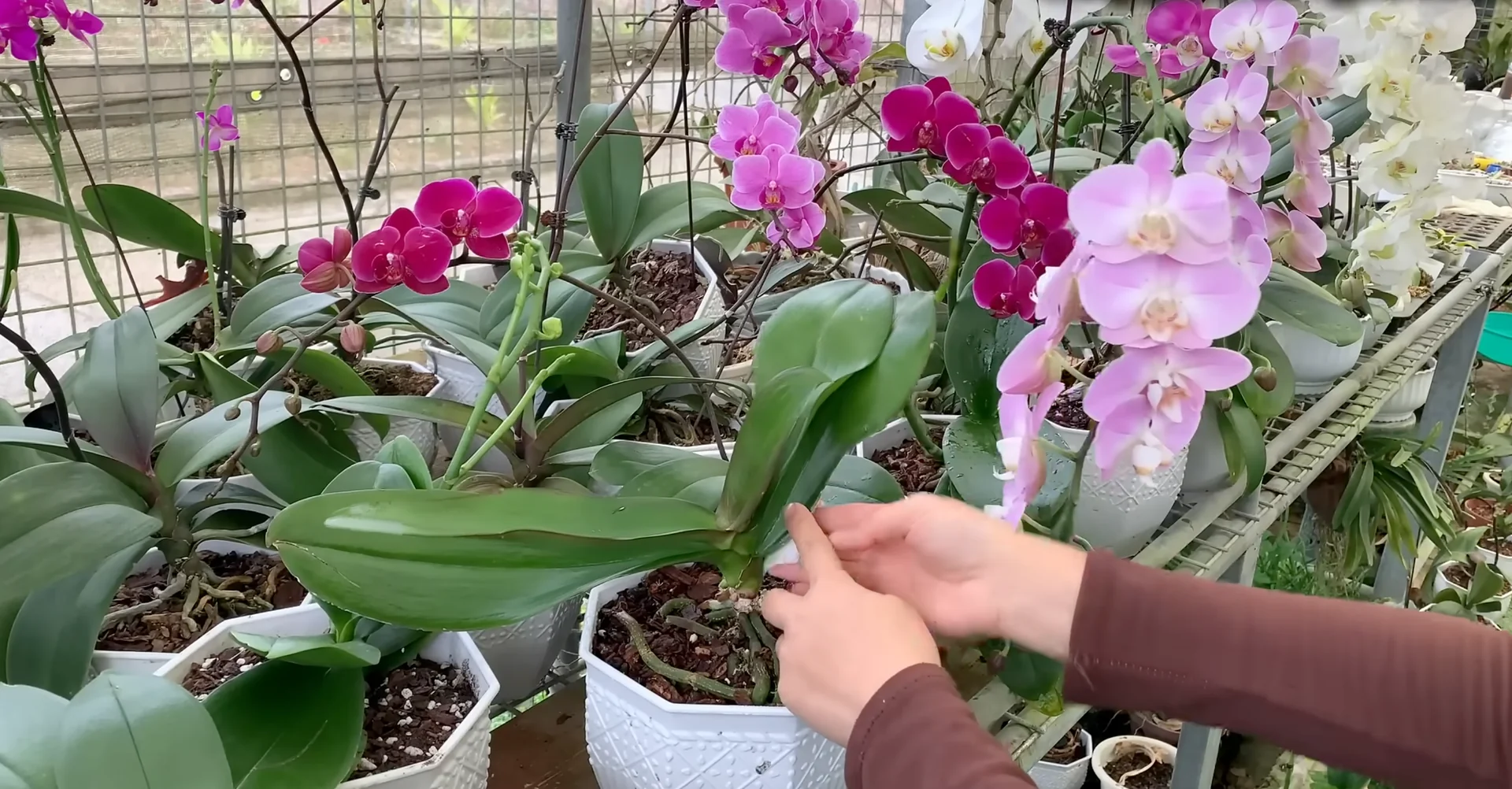 What Makes the Orchid Flower Spike Stage So Fragile? screenshot 5