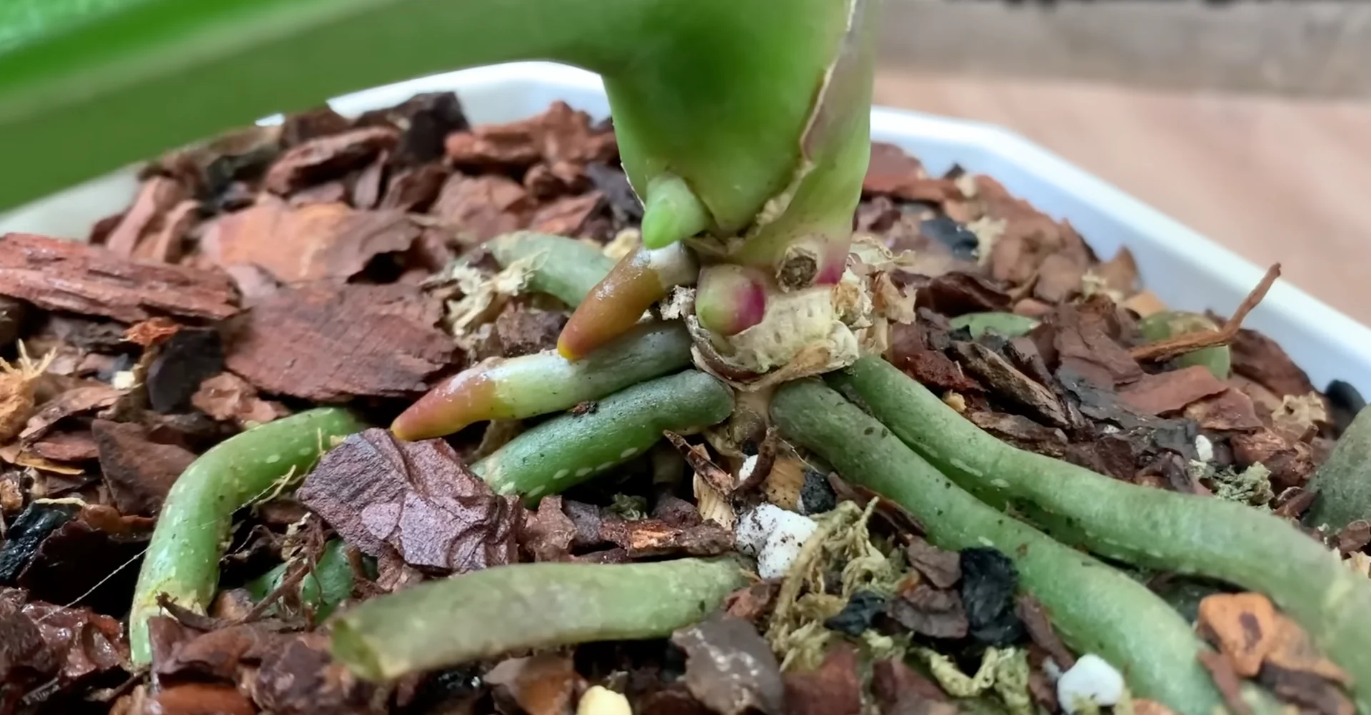 What Makes the Orchid Flower Spike Stage So Fragile? screenshot 6