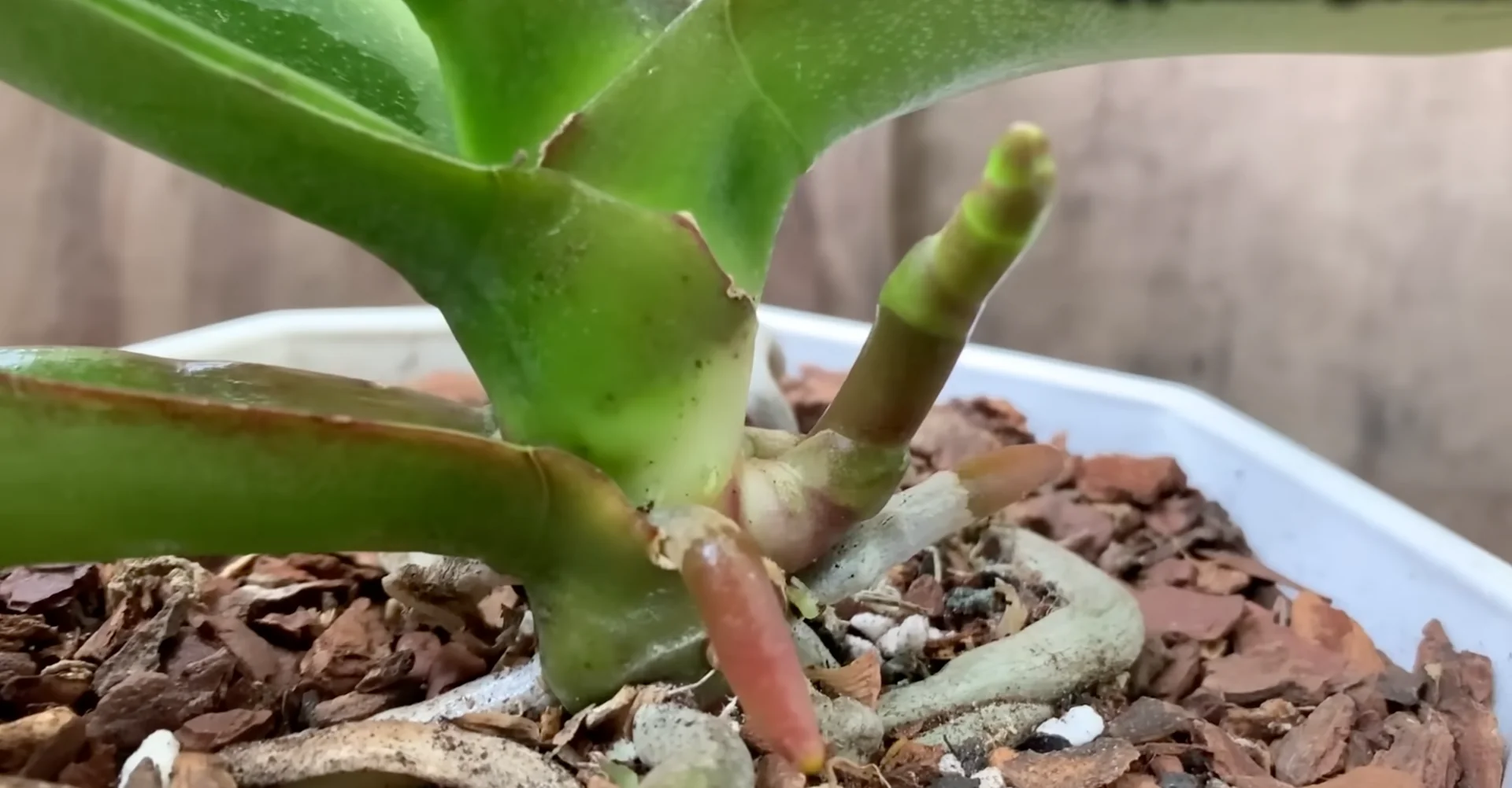 What Makes the Orchid Flower Spike Stage So Fragile? screenshot 7