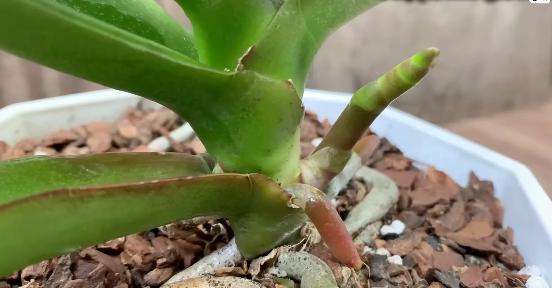 What Makes the Orchid Flower Spike Stage So Fragile? screenshot 8