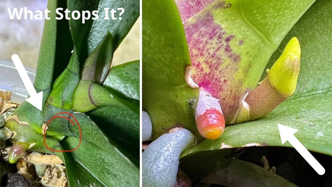 What Makes the Orchid Flower Spike Stage So Fragile? - Featured Image