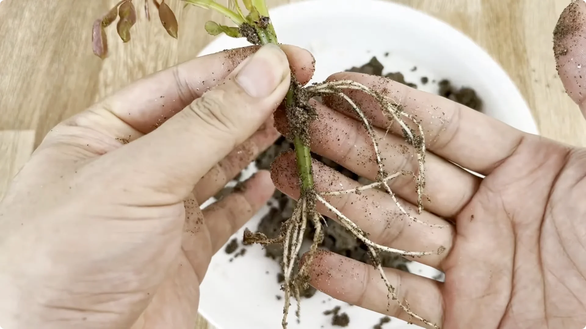 Why a Rose Branch in a Potato Grows Roots Overnight screenshot 1