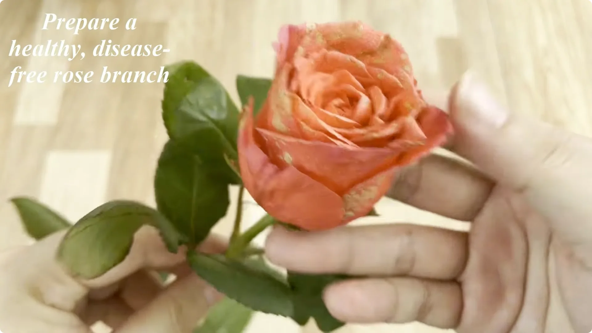 Why a Rose Branch in a Potato Grows Roots Overnight screenshot 2