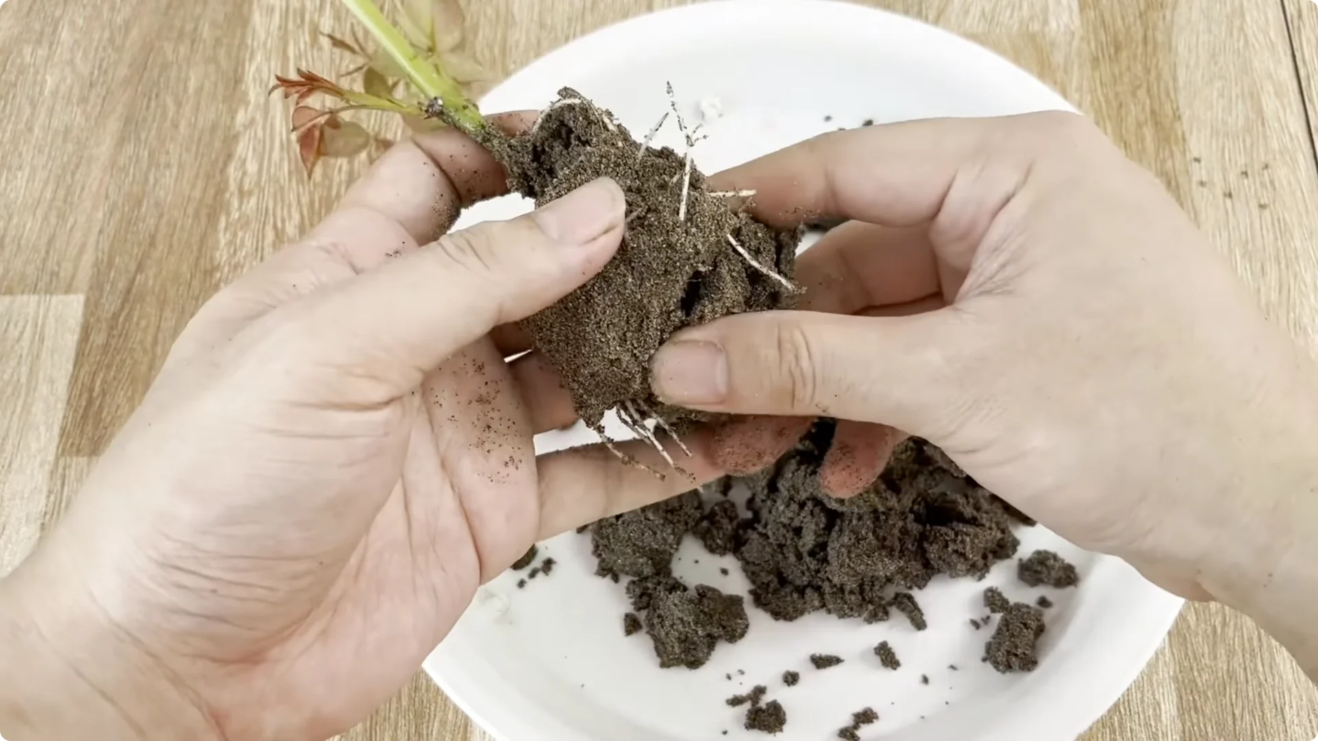 Why a Rose Branch in a Potato Grows Roots Overnight screenshot 8