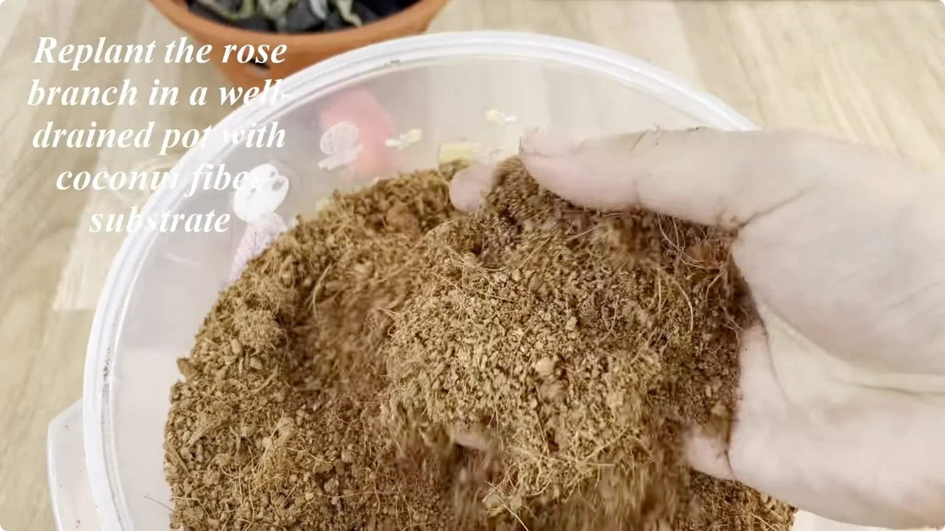 Why a Rose Branch in a Potato Grows Roots Overnight screenshot 9