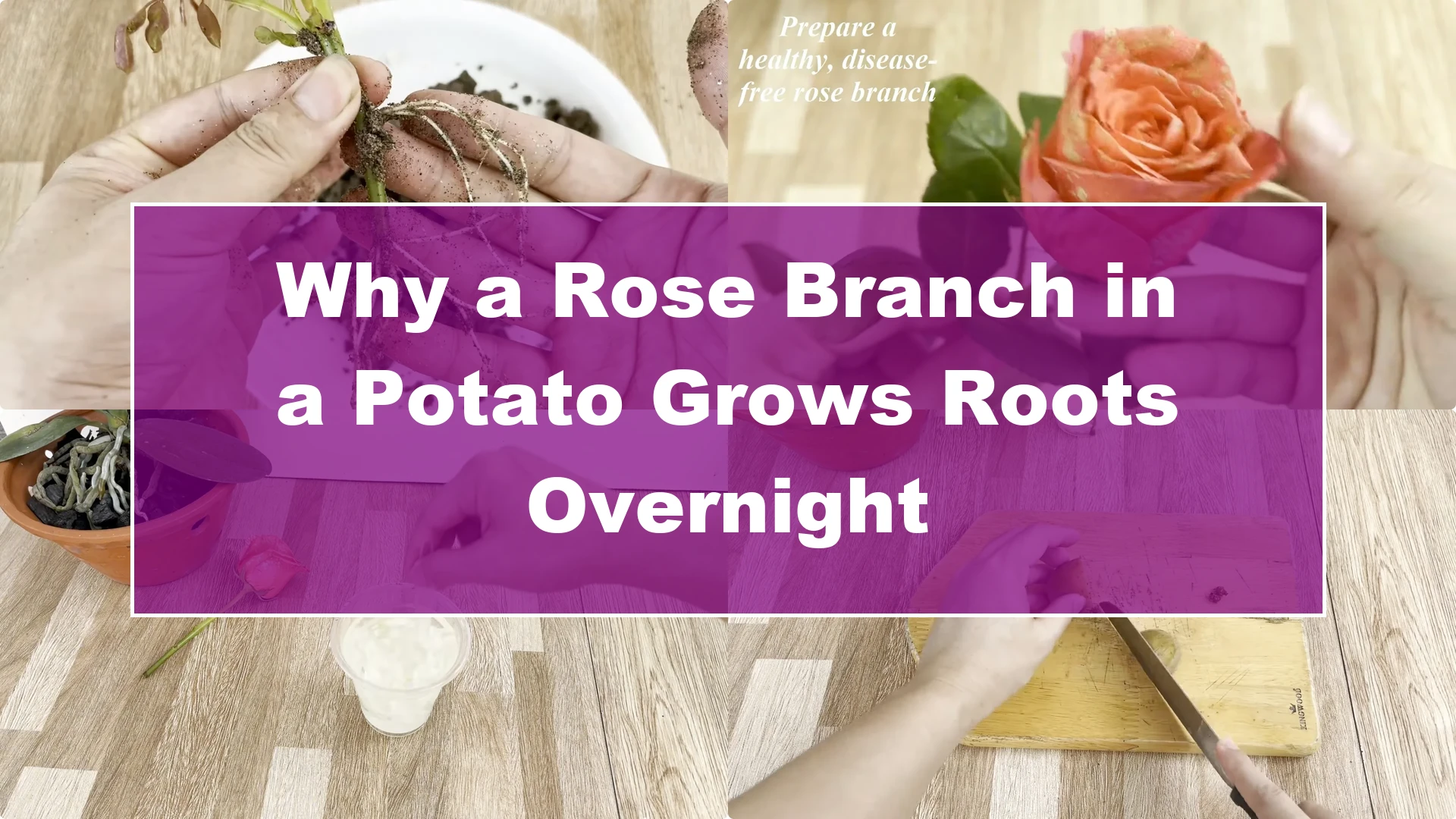 Why a Rose Branch in a Potato Grows Roots Overnight