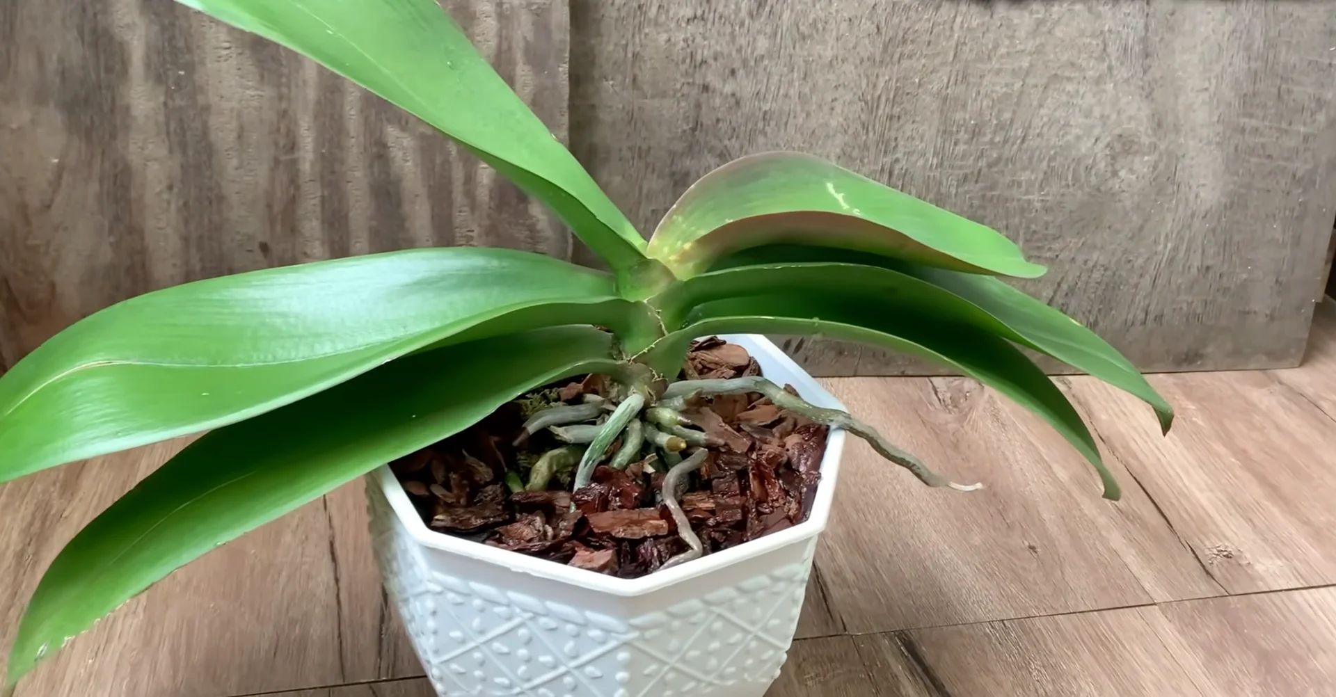 Why Do Healthy Orchids Bloom Less with Extra Care? screenshot 1