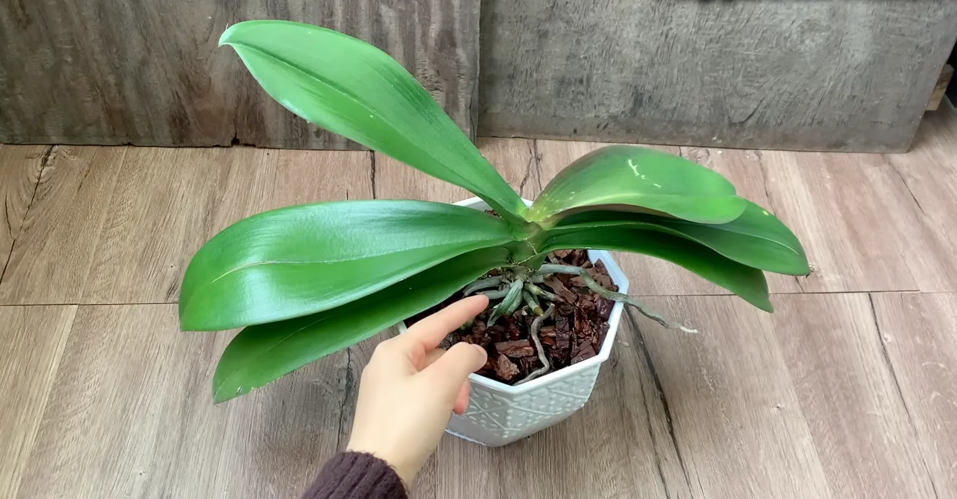 Why Do Healthy Orchids Bloom Less with Extra Care? screenshot 2