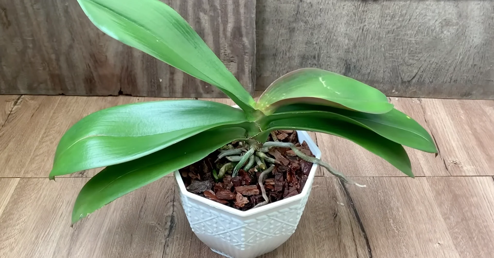 Why Do Healthy Orchids Bloom Less with Extra Care? screenshot 3