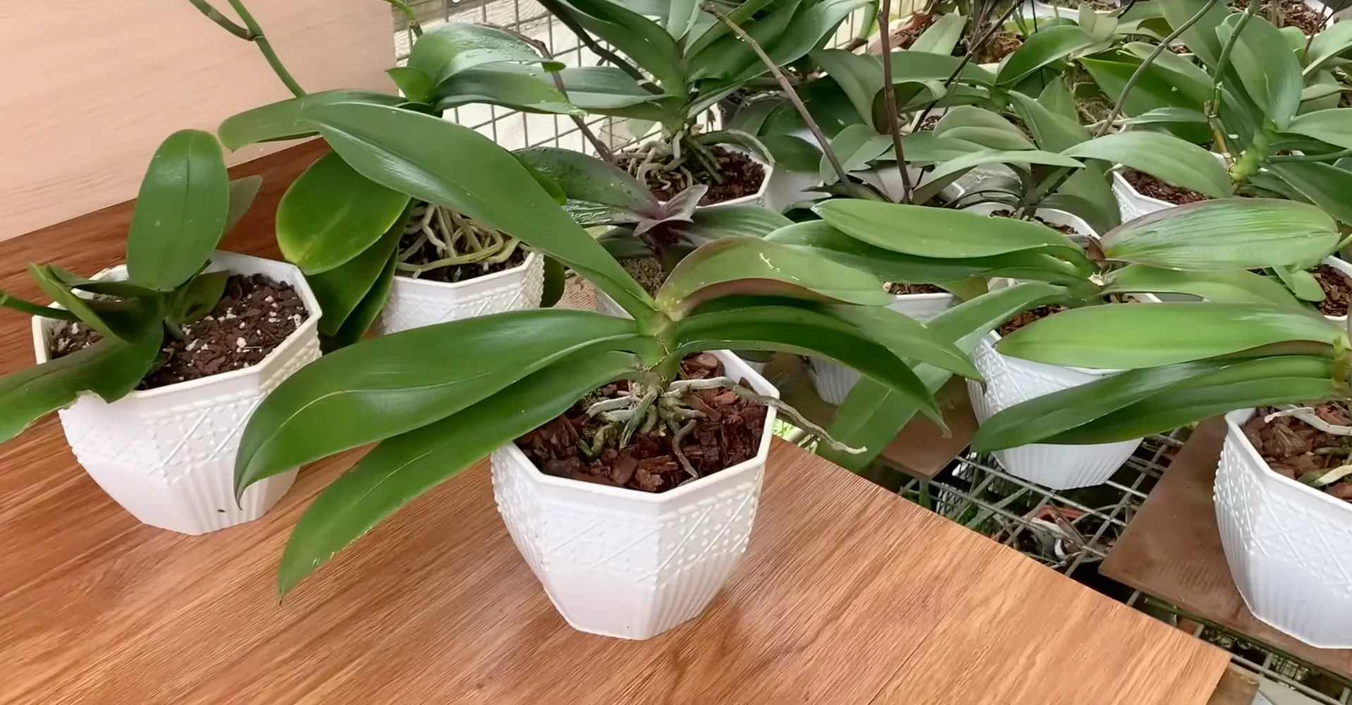 Why Do Healthy Orchids Bloom Less with Extra Care? screenshot 4