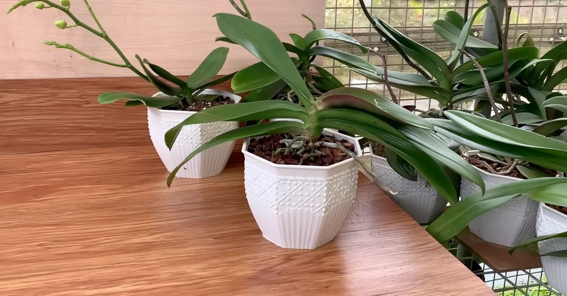 Why Do Healthy Orchids Bloom Less with Extra Care? screenshot 5