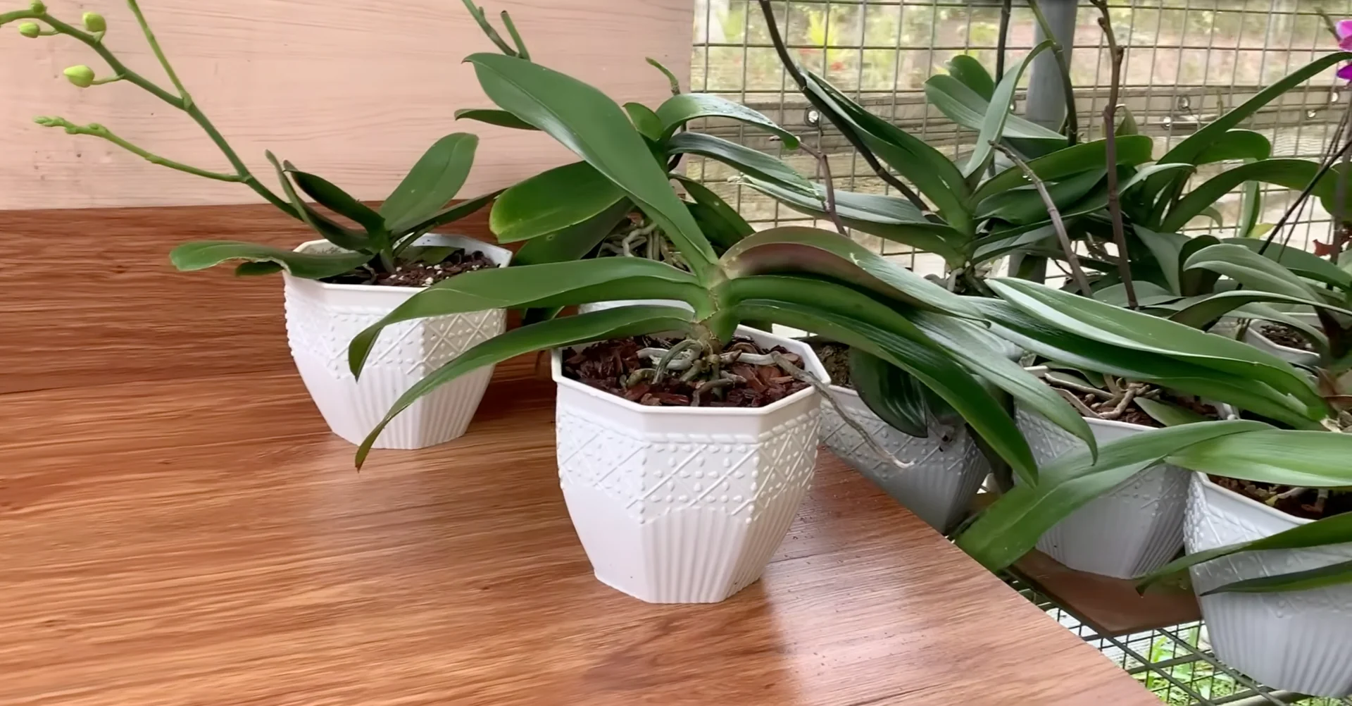 Why Do Healthy Orchids Bloom Less with Extra Care? screenshot 6