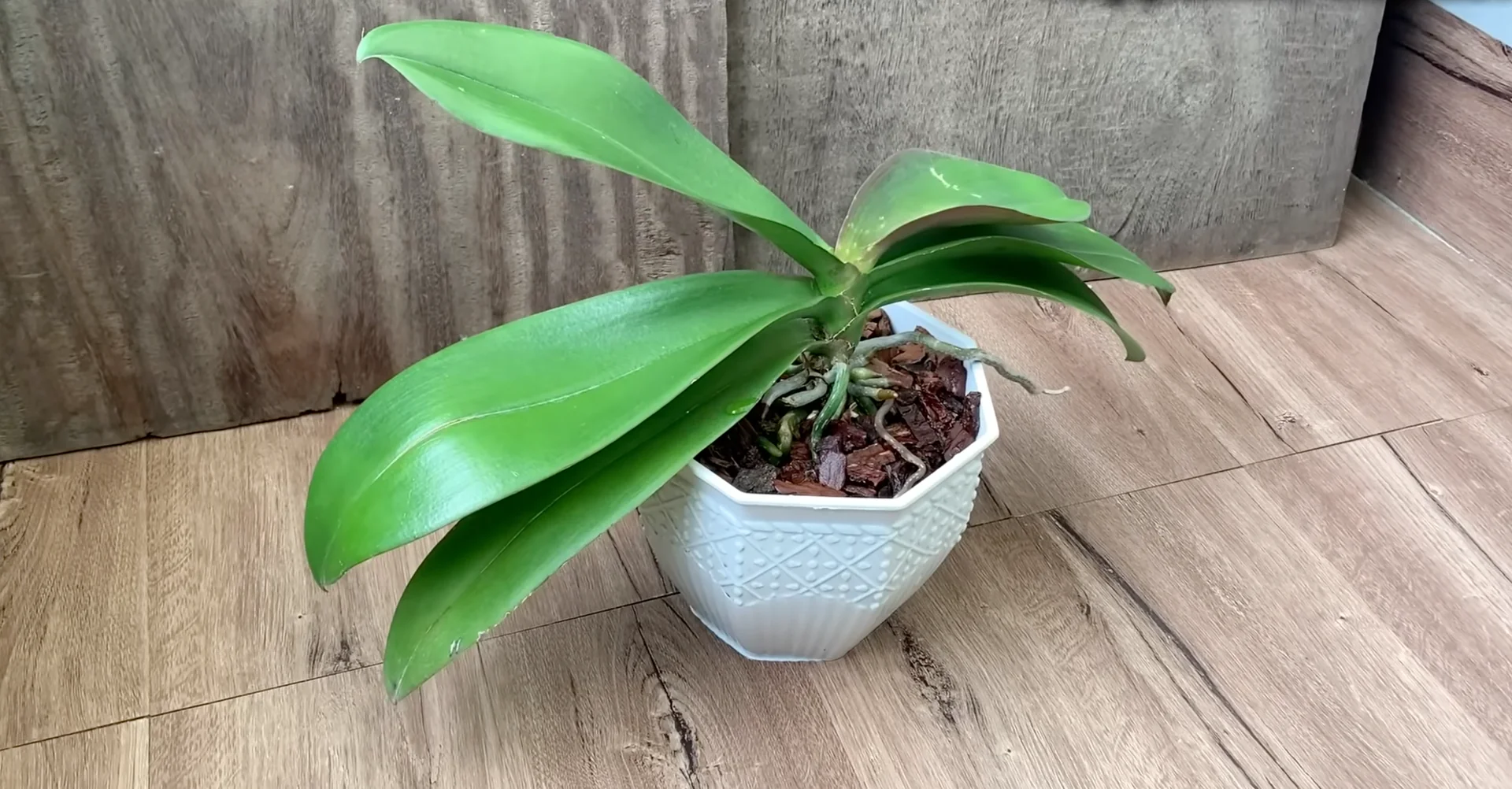 Why Do Healthy Orchids Bloom Less with Extra Care? screenshot 7