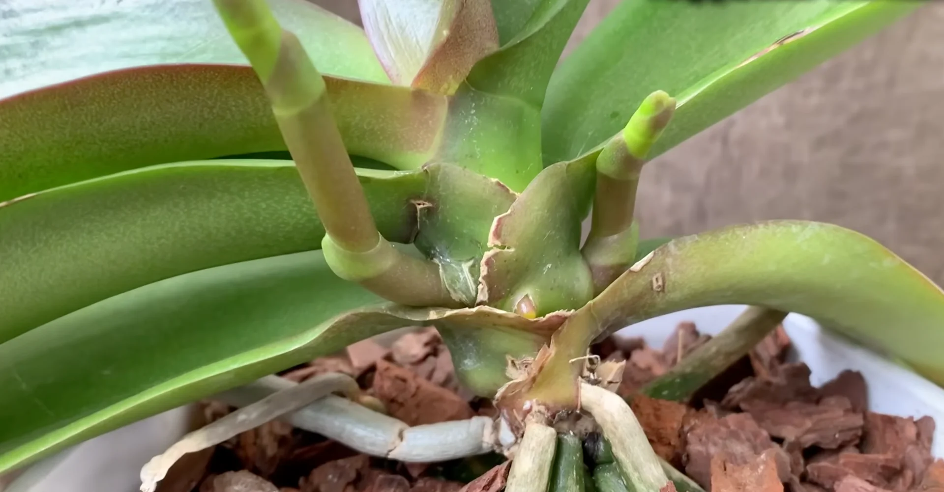 Why Do Healthy Orchids Bloom Less with Extra Care? screenshot 8
