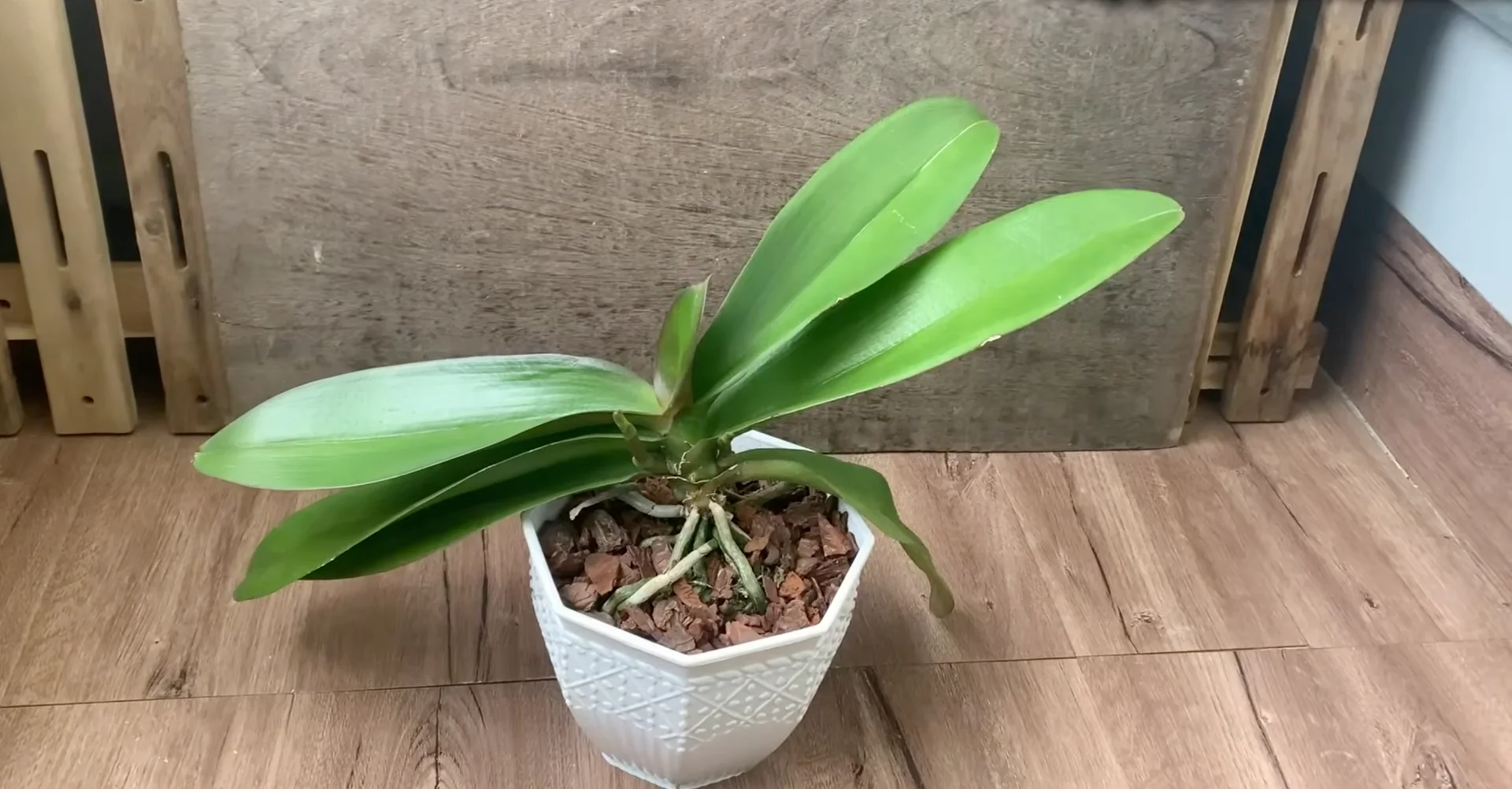 Why Do Healthy Orchids Bloom Less with Extra Care? screenshot 9