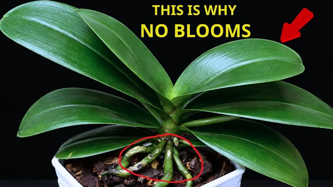 Why Do Healthy Orchids Bloom Less with Extra Care? - Featured Image