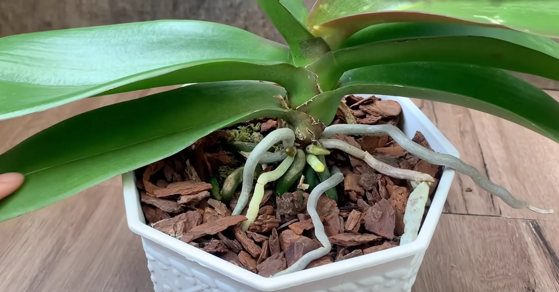 Why Do Healthy Orchids Sometimes Fail to Bloom? screenshot 1