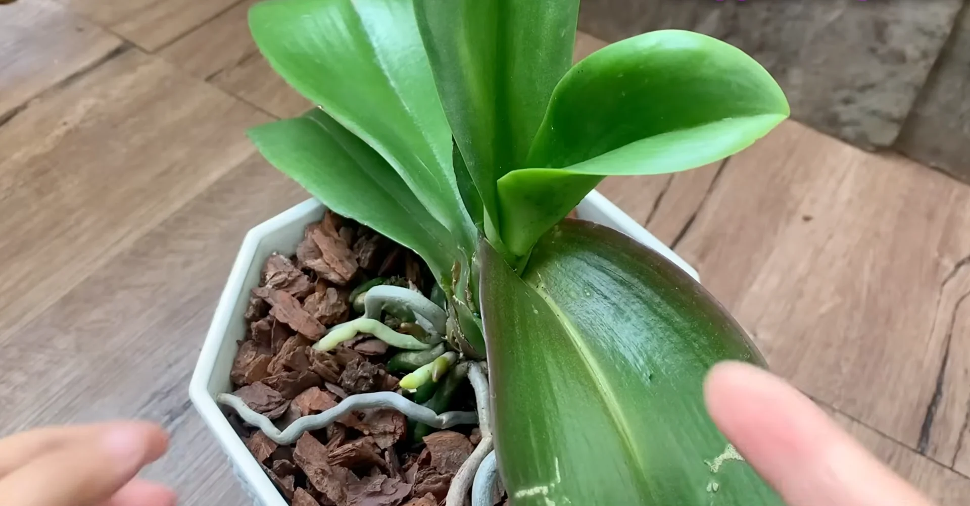 Why Do Healthy Orchids Sometimes Fail to Bloom? screenshot 2