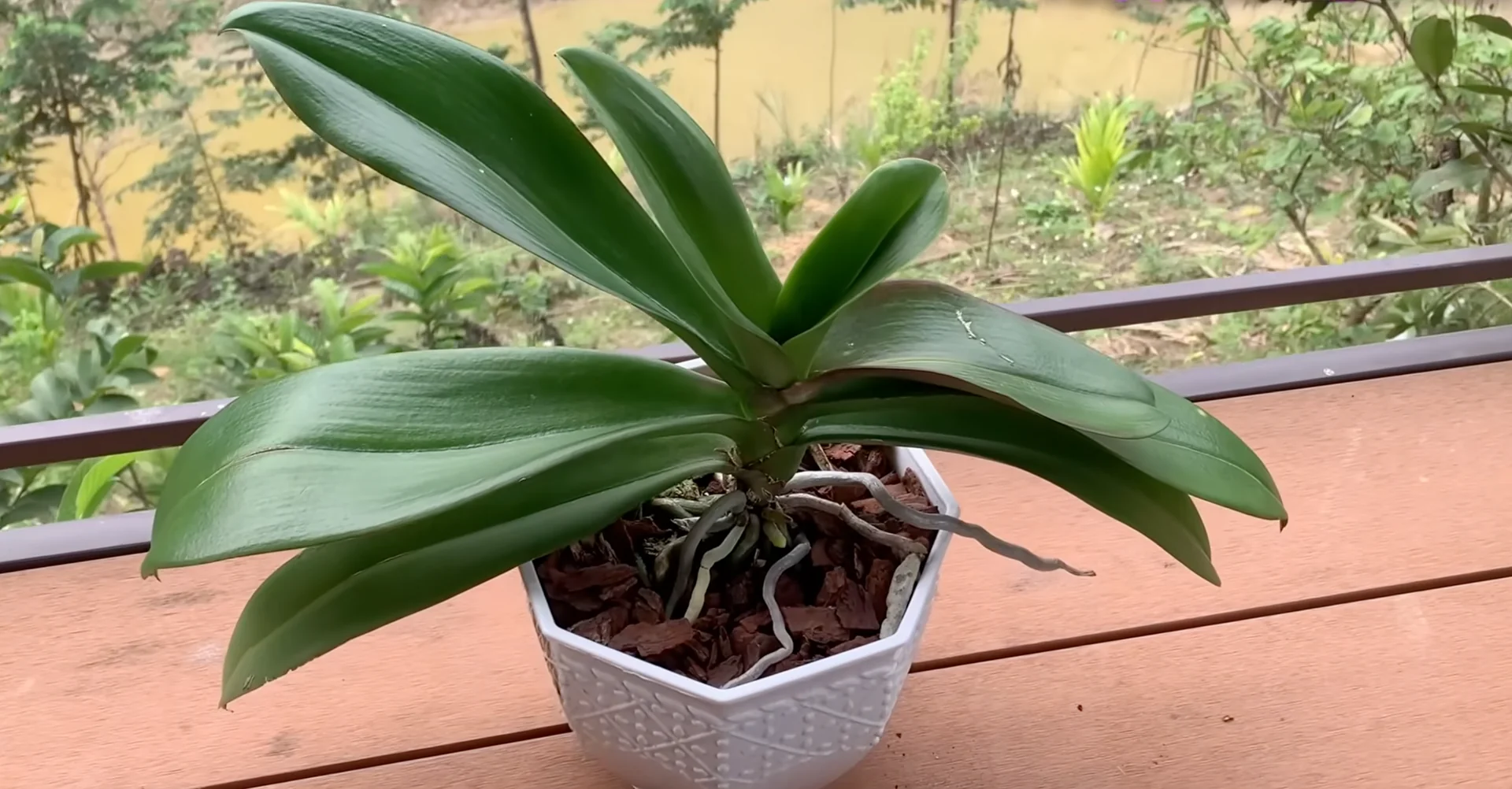 Why Do Healthy Orchids Sometimes Fail to Bloom? screenshot 3