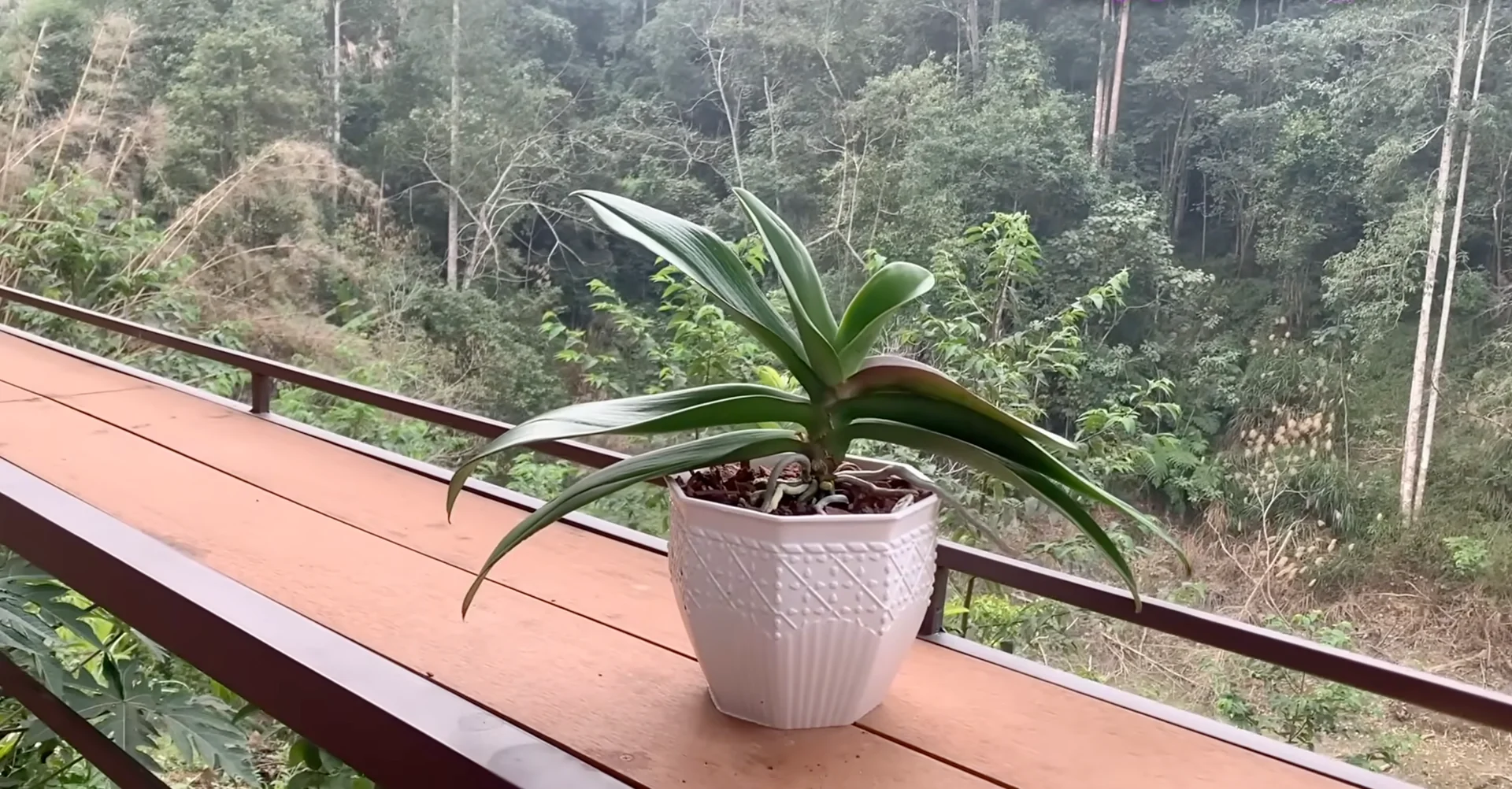 Why Do Healthy Orchids Sometimes Fail to Bloom? screenshot 4