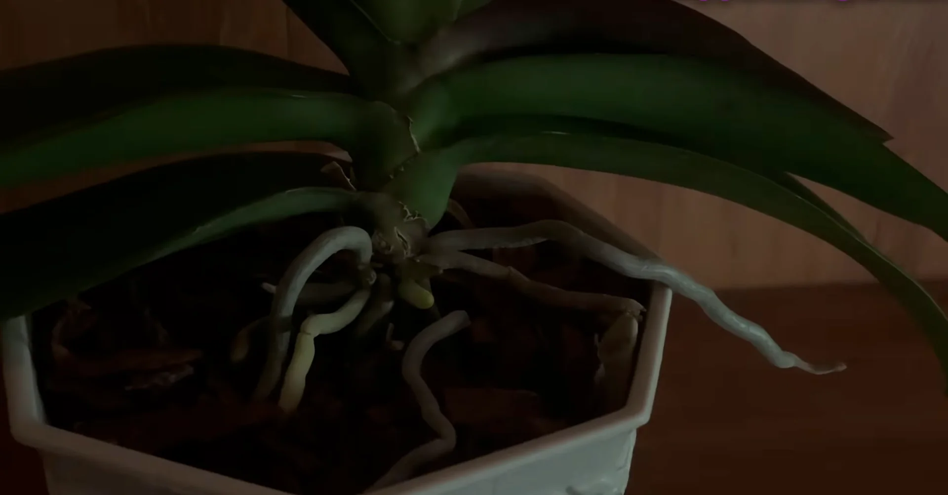 Why Do Healthy Orchids Sometimes Fail to Bloom? screenshot 5
