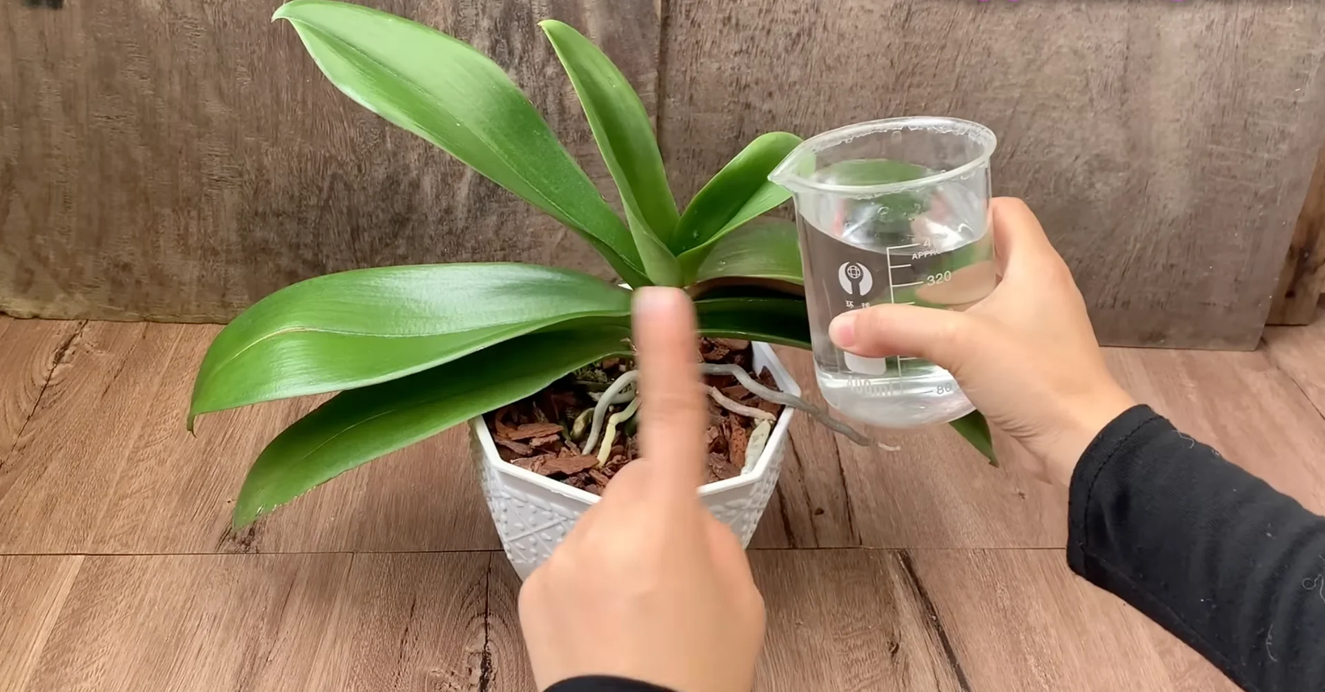 Why Do Healthy Orchids Sometimes Fail to Bloom? screenshot 6