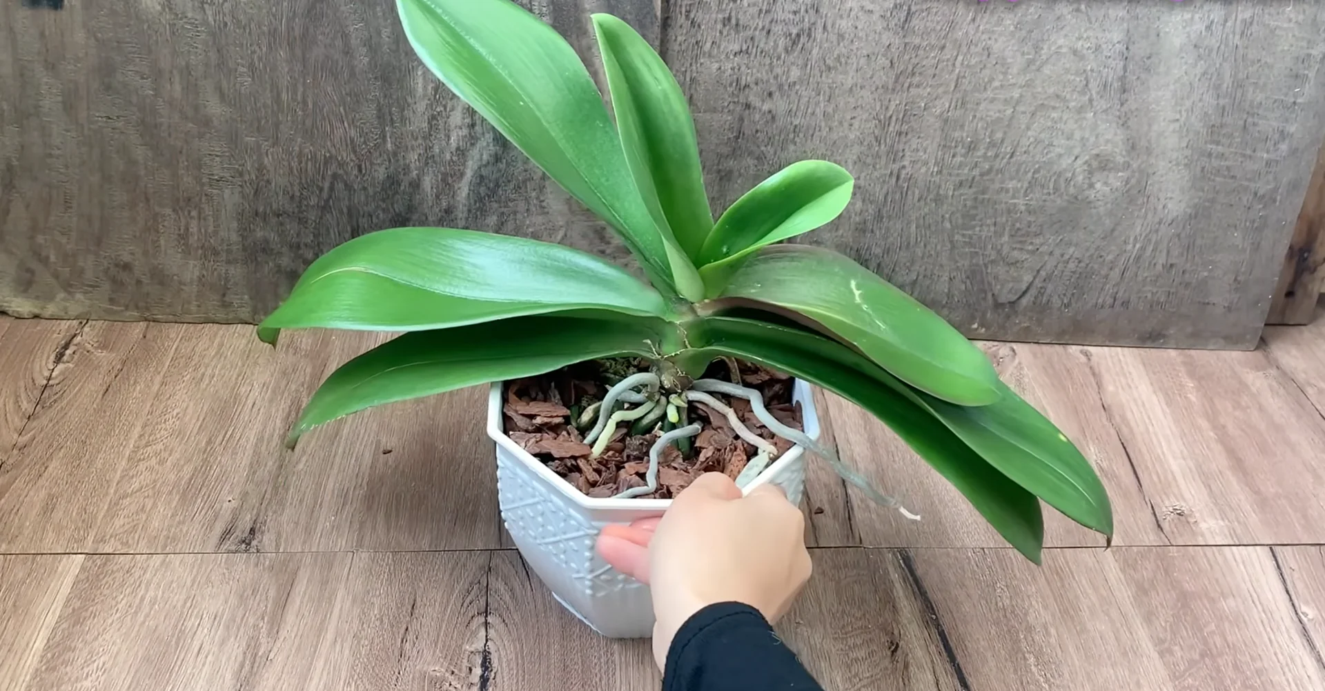 Why Do Healthy Orchids Sometimes Fail to Bloom? screenshot 7