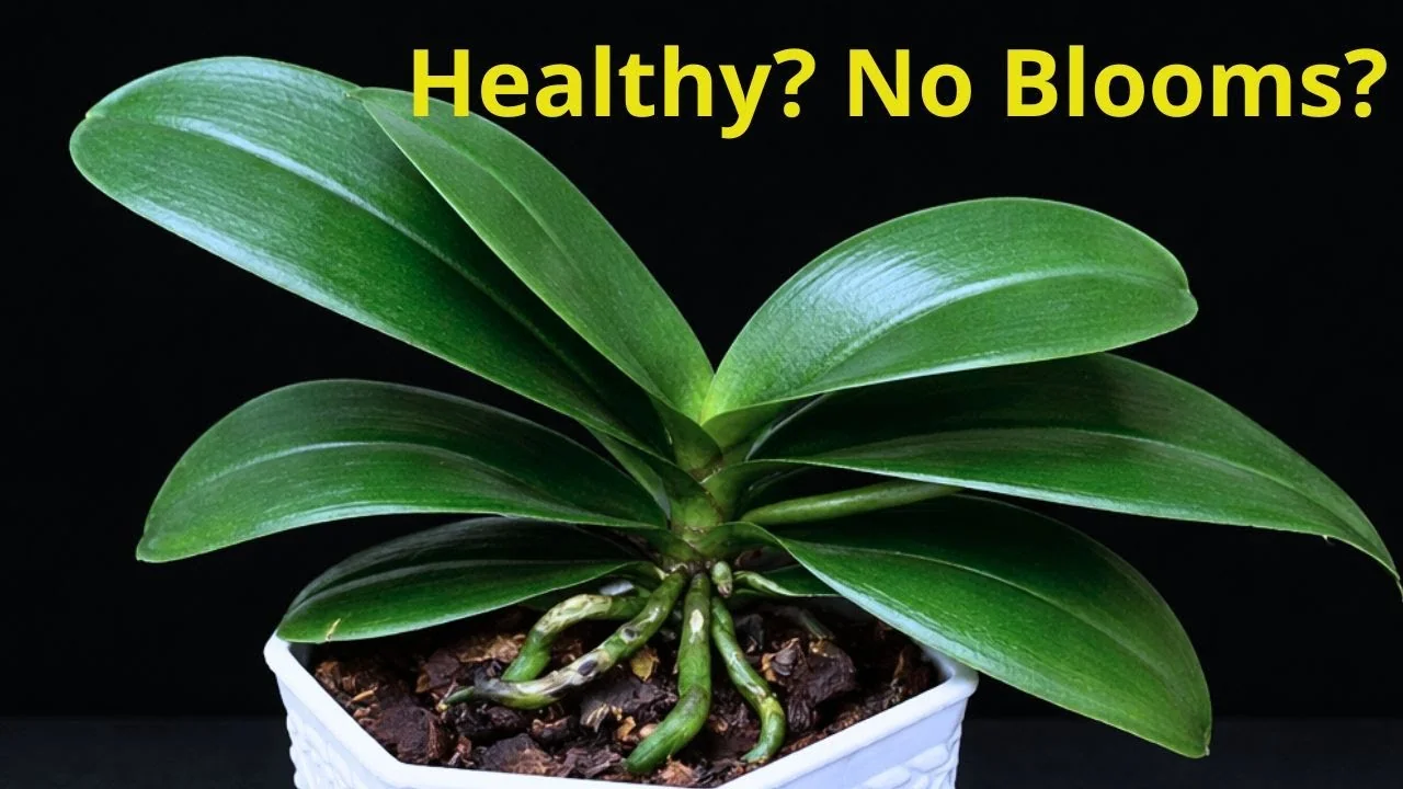 Why Do Healthy Orchids Sometimes Fail to Bloom? - Featured Image