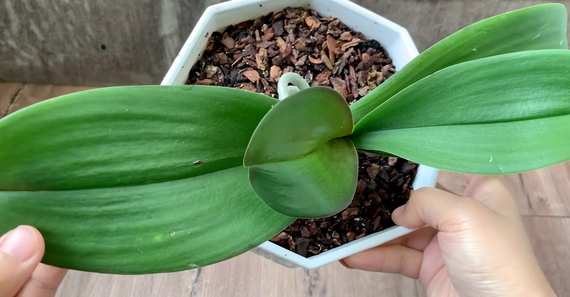 Why Healthy Roots Hold the Secret to Orchid Blooms? screenshot 1