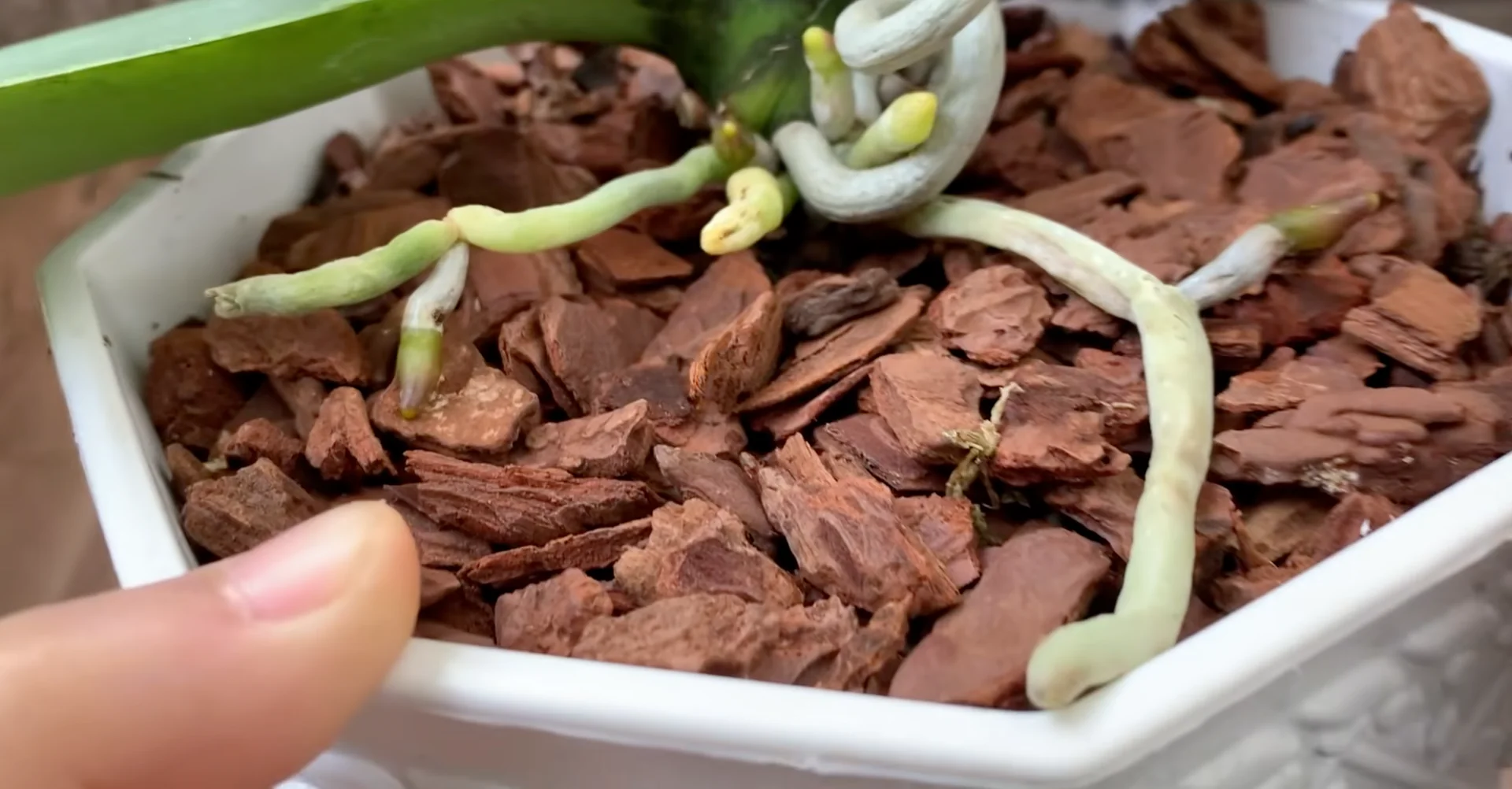 Why Healthy Roots Hold the Secret to Orchid Blooms? screenshot 10