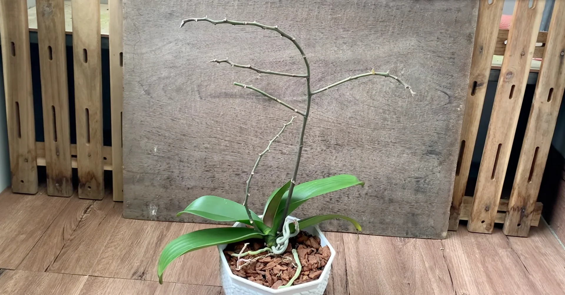 Why Healthy Roots Hold the Secret to Orchid Blooms? screenshot 12