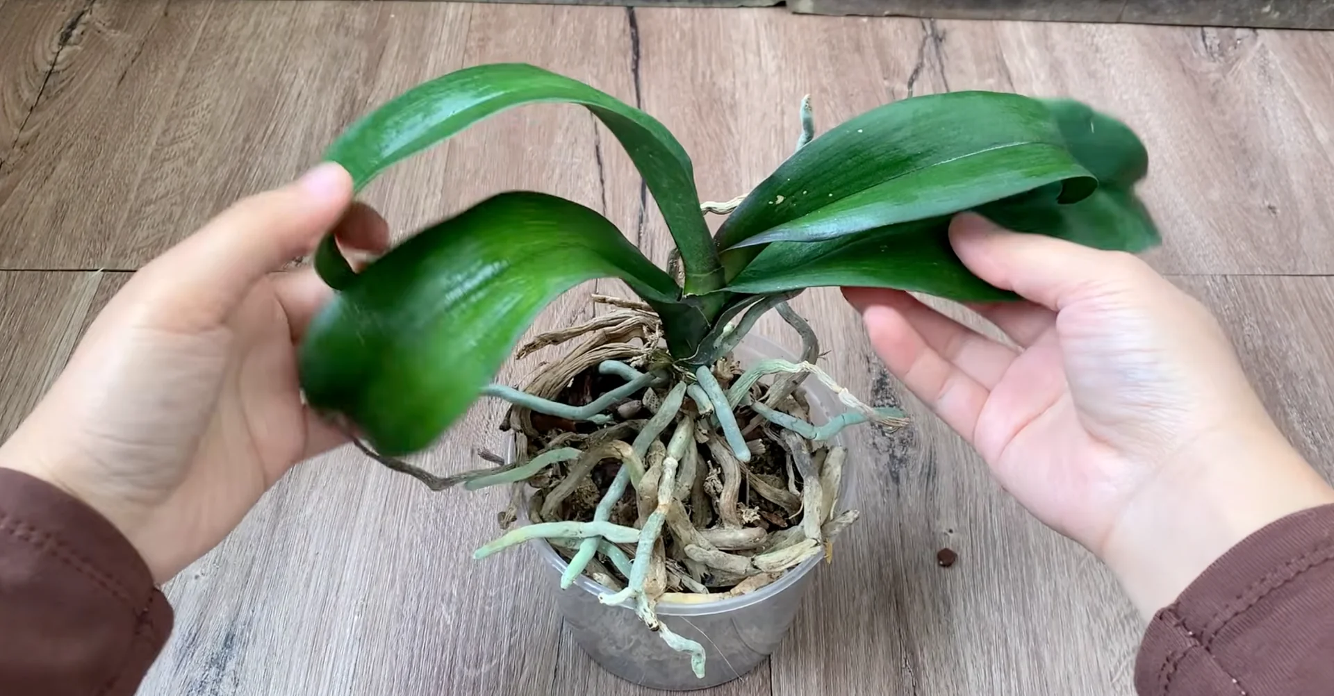 Why Healthy Roots Hold the Secret to Orchid Blooms? screenshot 5