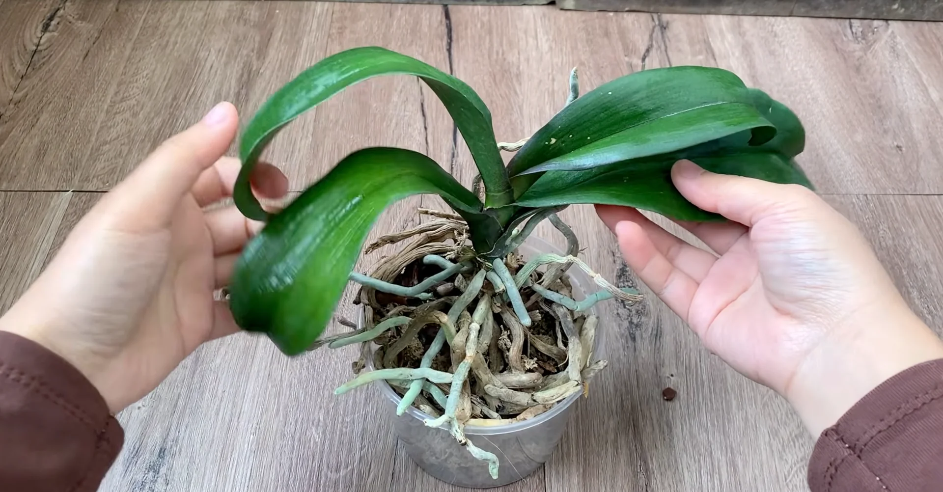 Why Healthy Roots Hold the Secret to Orchid Blooms? screenshot 6