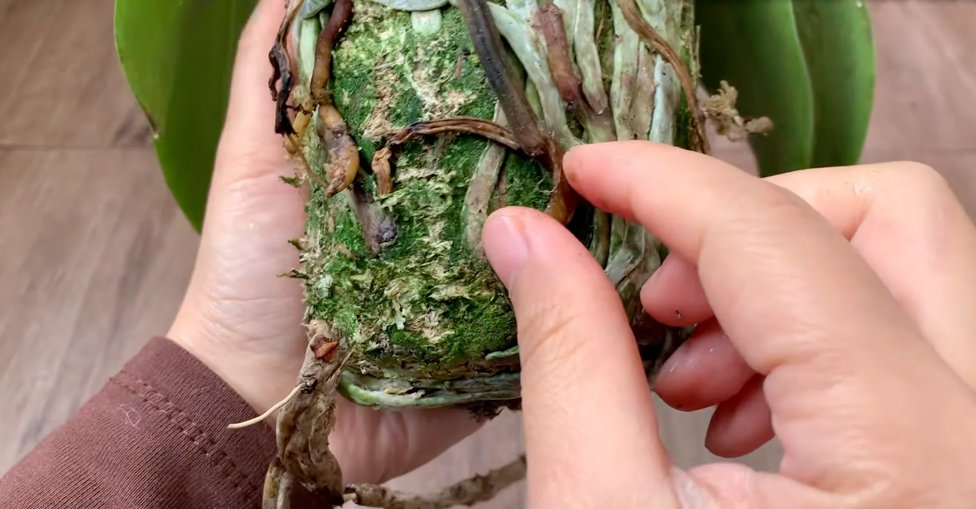 Why Healthy Roots Hold the Secret to Orchid Blooms? screenshot 7