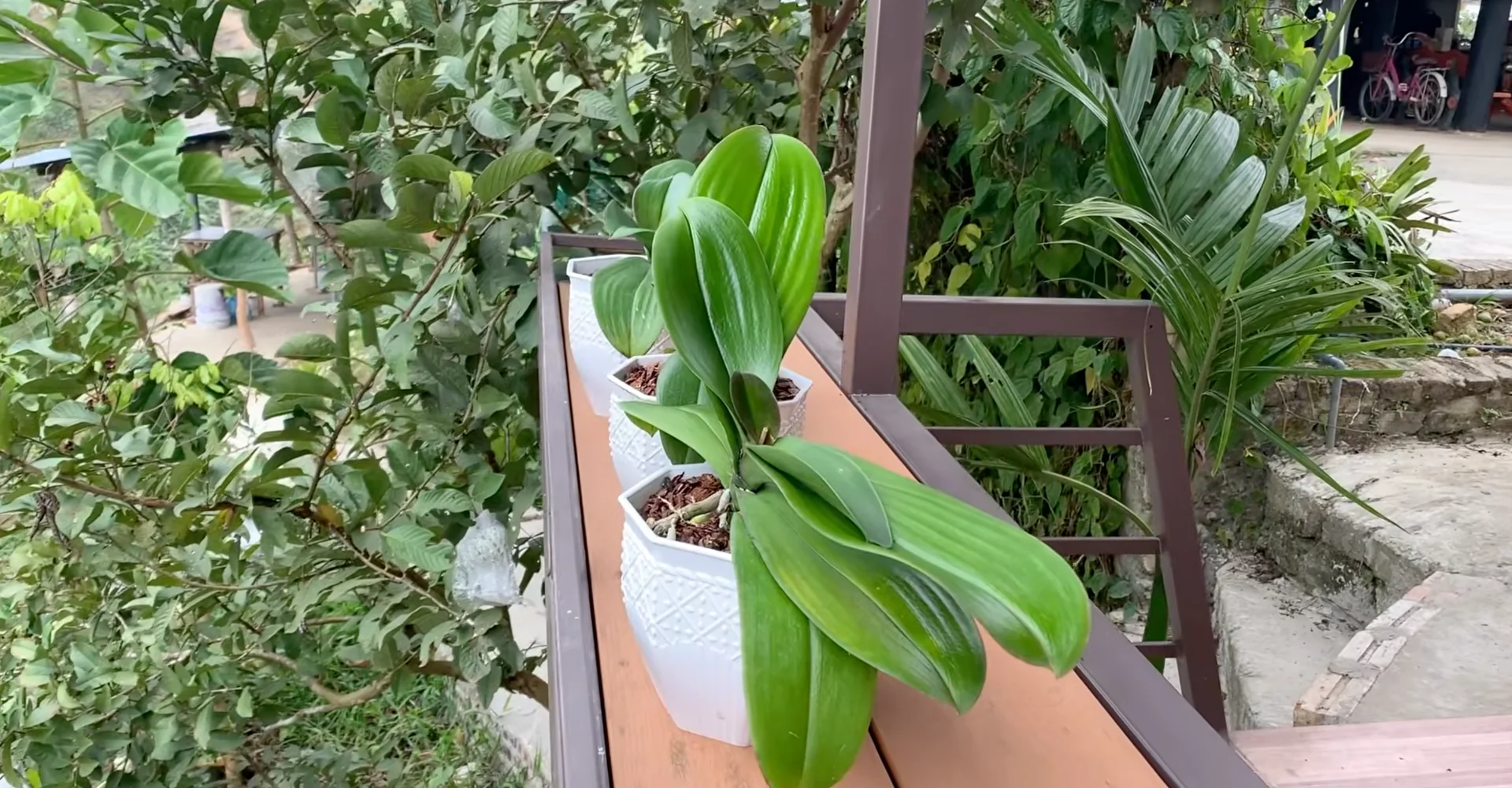 Why Healthy Roots Hold the Secret to Orchid Blooms? screenshot 8